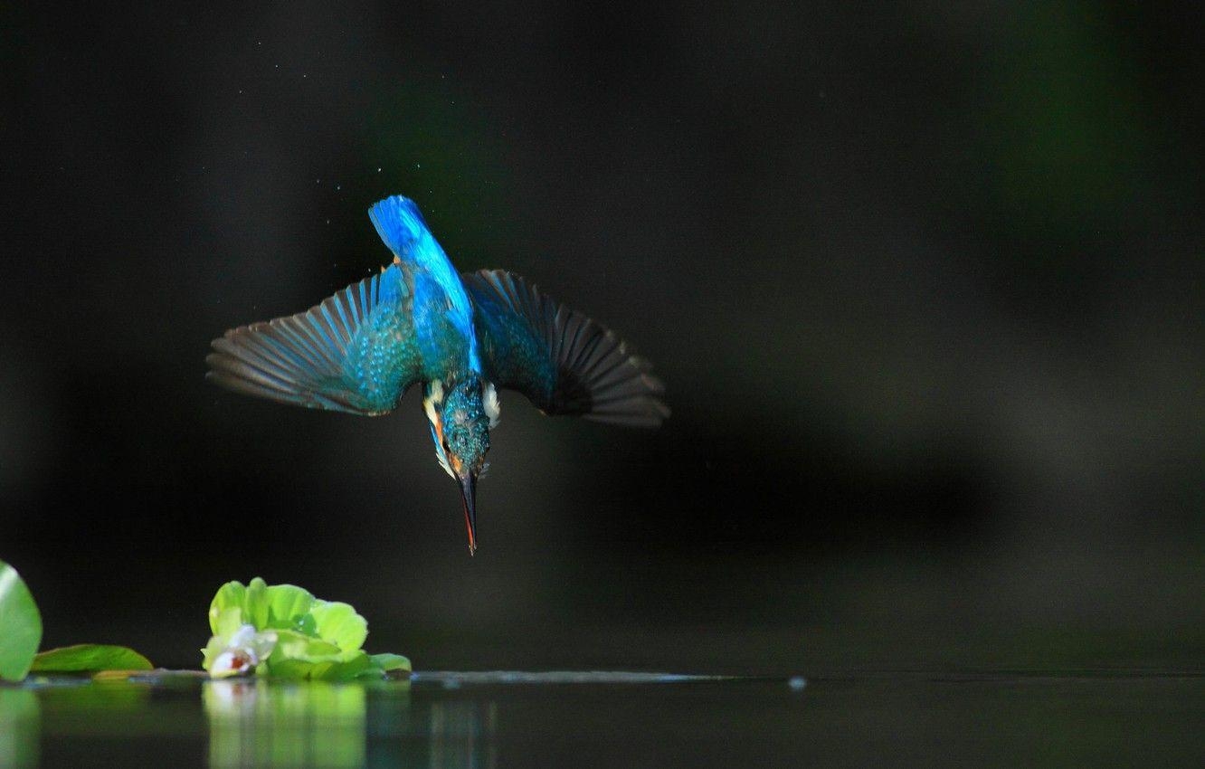 Eisvogel, Natur, Wasser, Flug, Vögel, 1340x850 HD Desktop