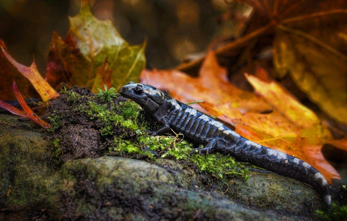 Herbstlaub, Makro, Steine, Moos, Natur, 1340x850 HD Desktop