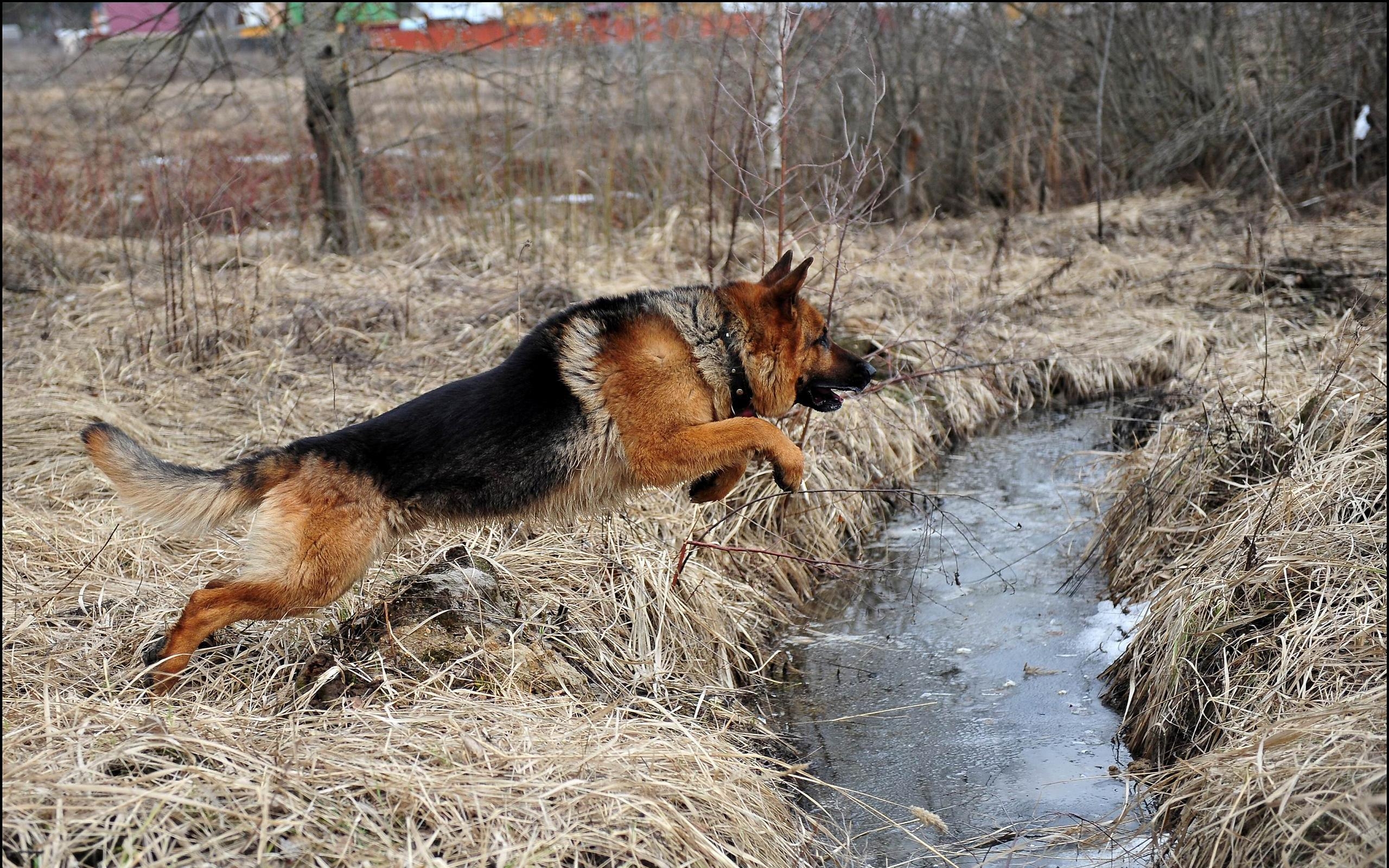 Deutscher Schäferhund, Tier, Desktop, HD, Hintergrund, 2560x1600 HD Desktop