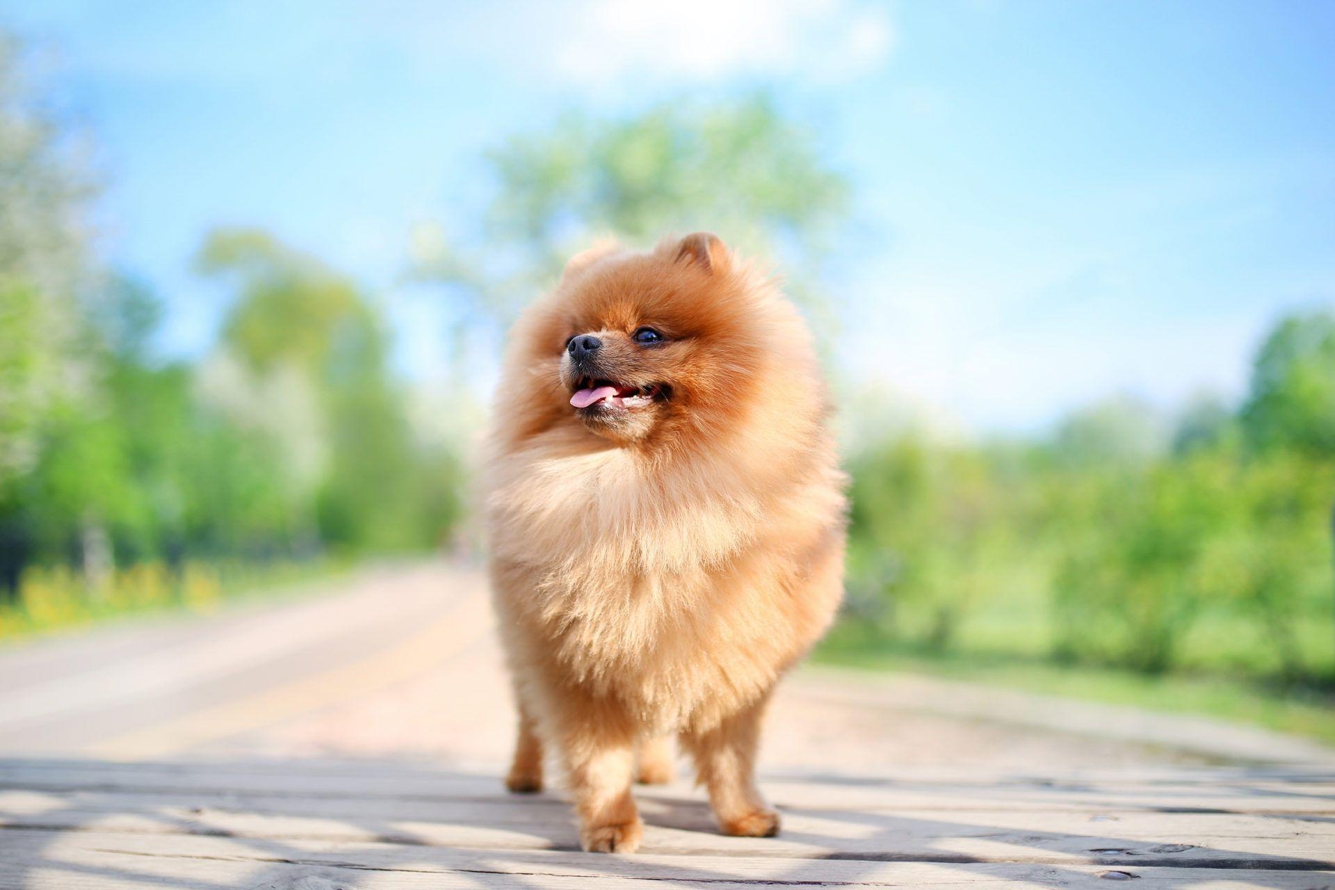 Pomeranian, HD, Neuer Tab, Thema, Tier, 1920x1280 HD Desktop