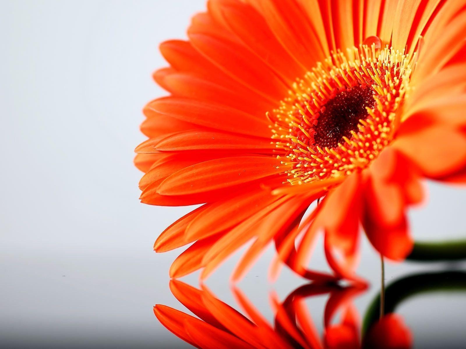 Gerbera Gänseblümchen, Natur, Hintergrund, Blumen, HD, 1600x1200 HD Desktop