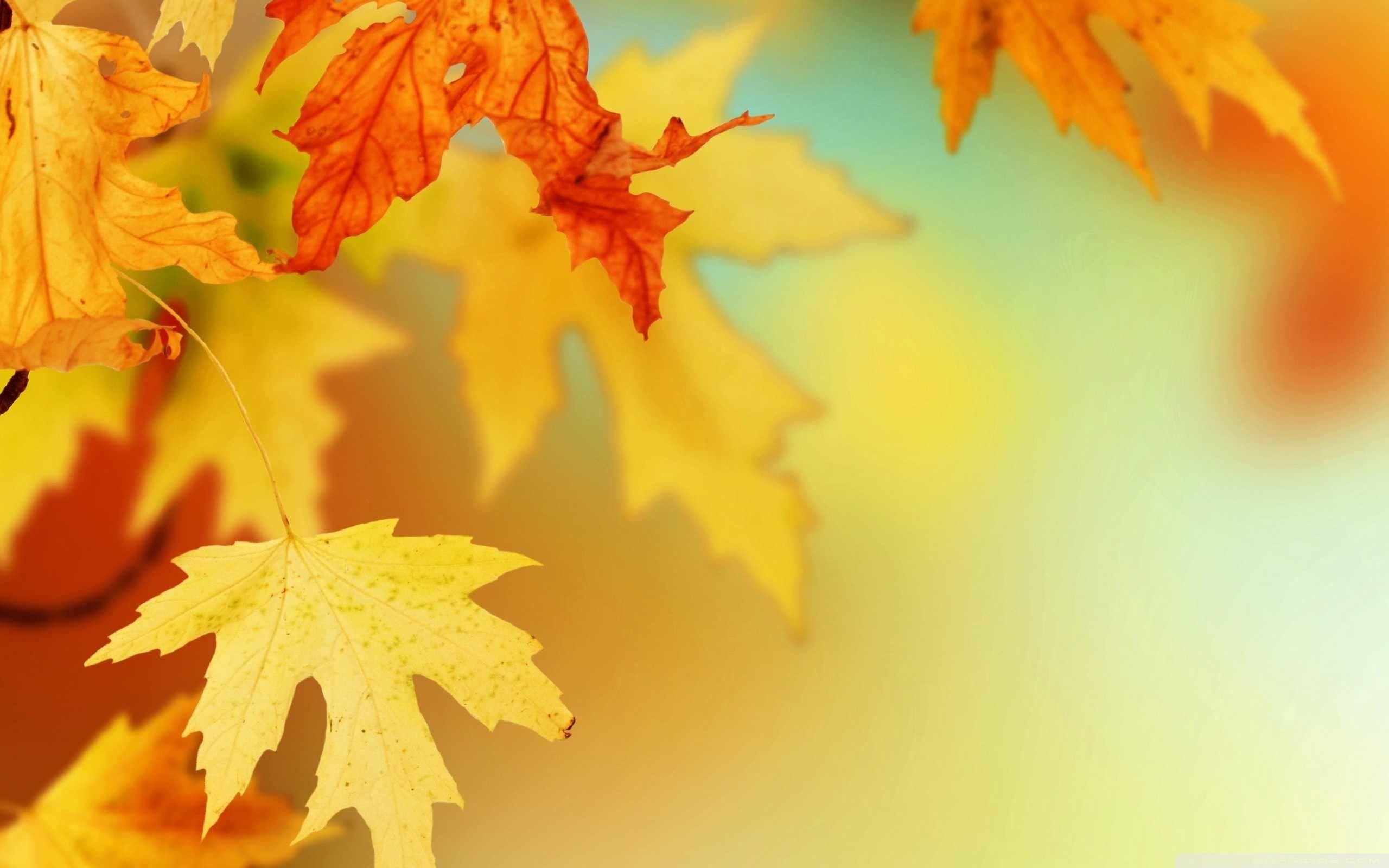 Herbstblätter, Blätter, Natur, Hintergrundbild, Bild, 2560x1600 HD Desktop