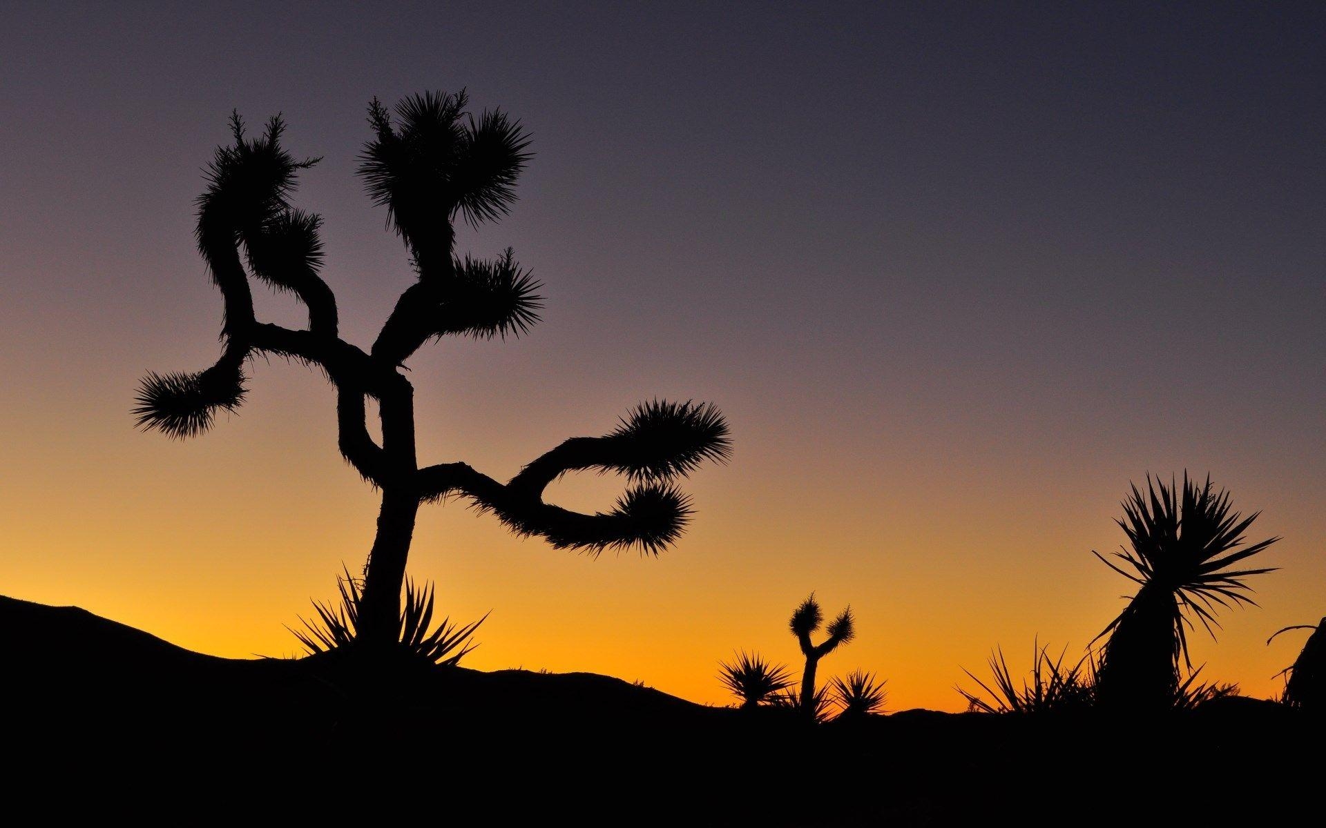 Kostenlos, Joshua Tree, Bildschirmschoner, 1920x1200 HD Desktop