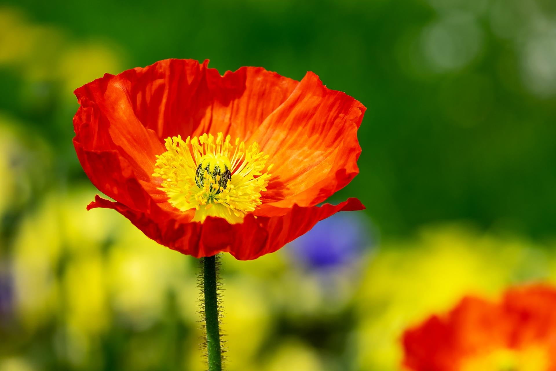 Schöne Mohnblumen, Natur, Blumen, HD, Bild, 1920x1280 HD Desktop