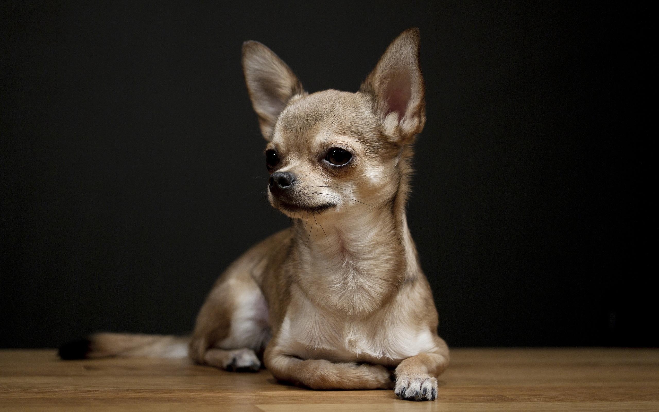 Chihuahua, HD, Bild, Hintergrund, Tier, 2560x1600 HD Desktop