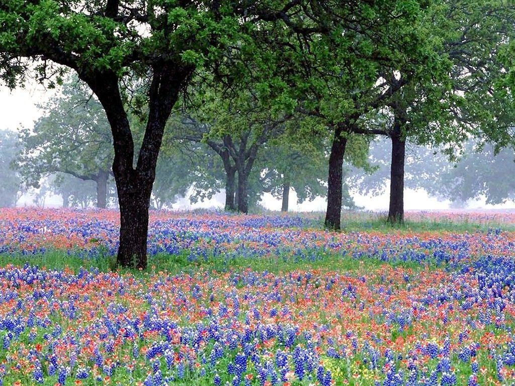 Indian Paintbrush, Texas Hill Country, Frühling, Blumen, Hintergründe, 1030x770 HD Desktop