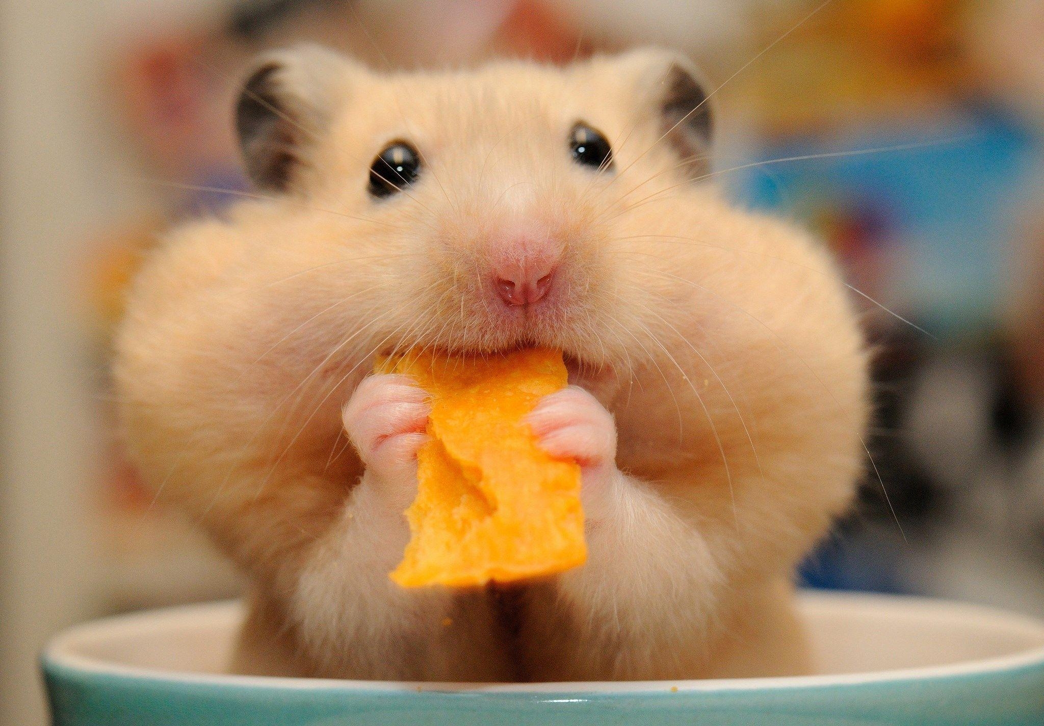 Hamster, digitales Bild, KHEHD6, Hintergrund, süß, 2050x1430 HD Desktop