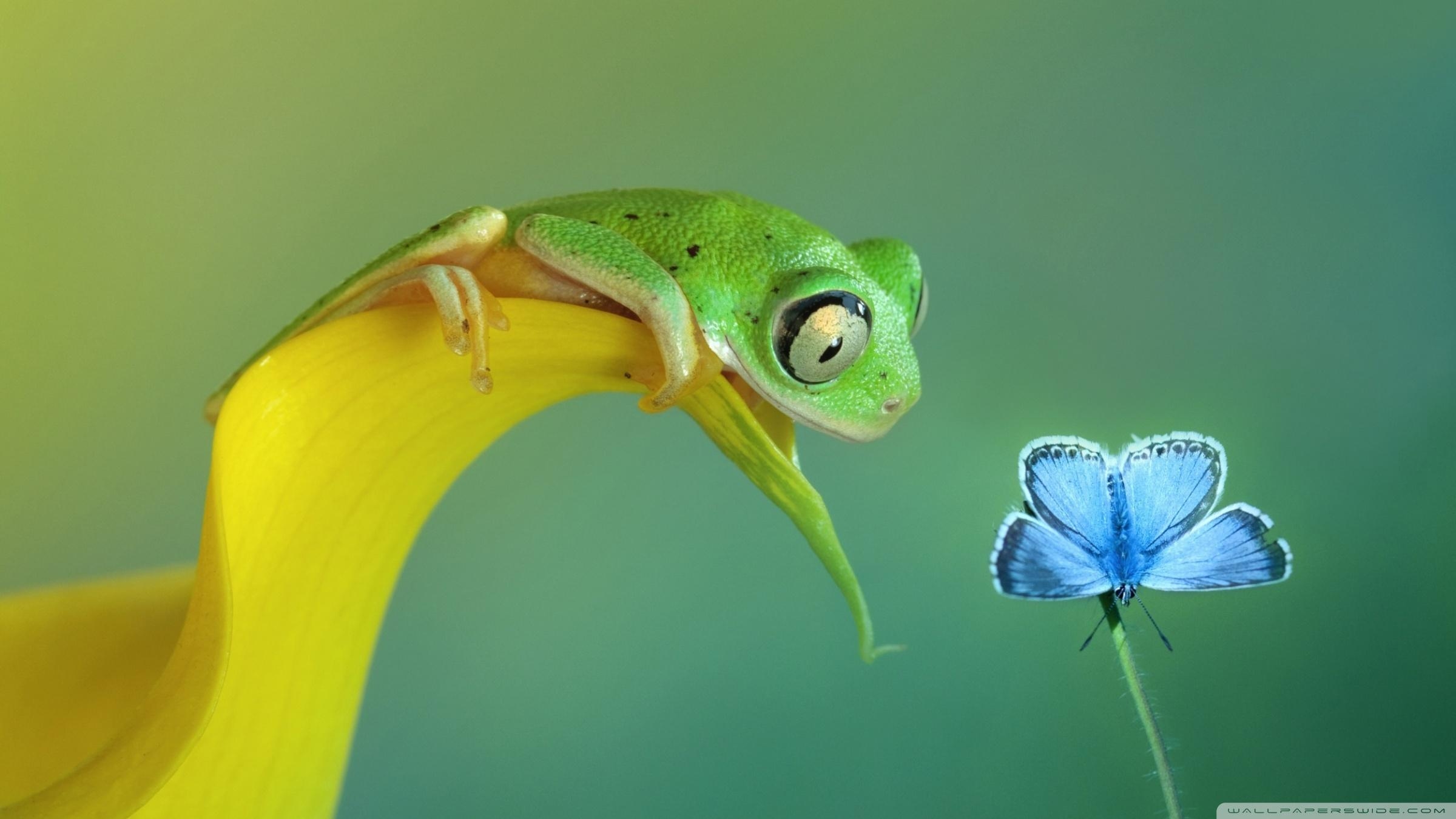 Frosch, Tiere, Süß, 4K, Ultra HD, 2400x1350 HD Desktop