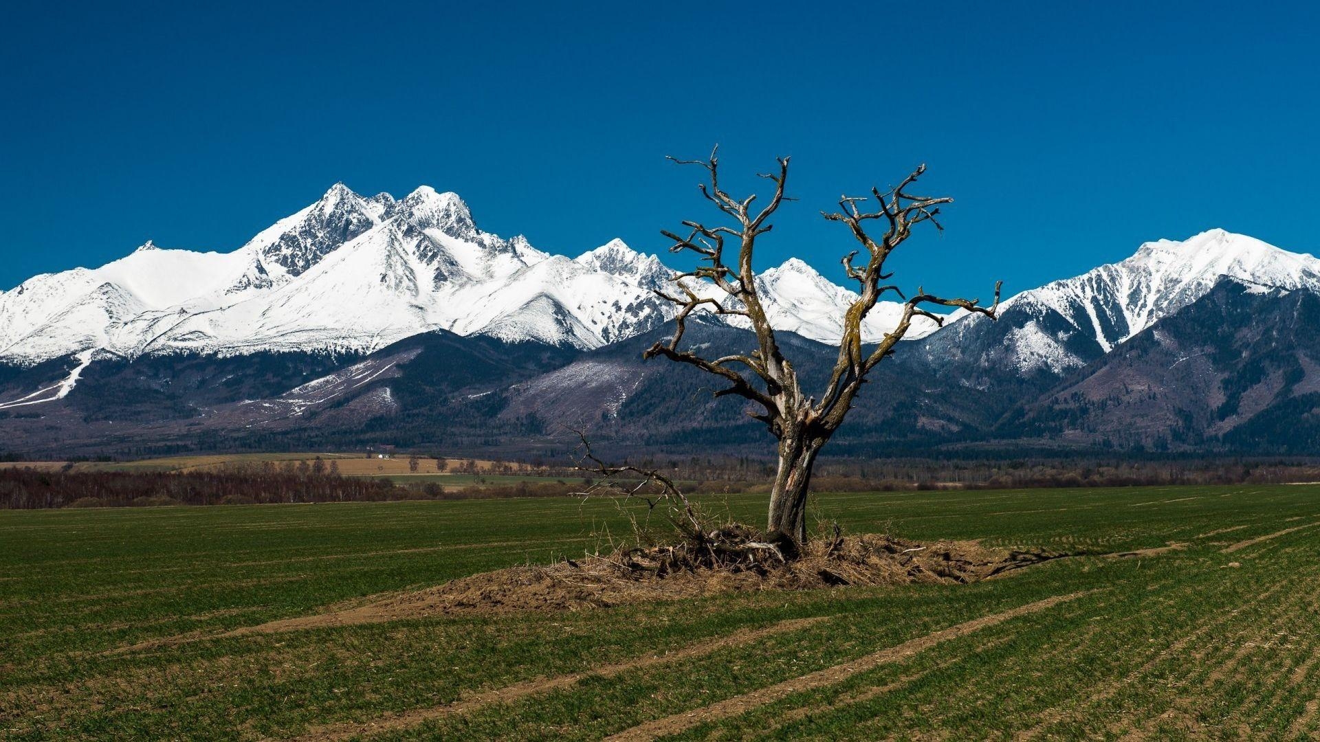 Tatra, Baum, Hintergrund, Slowakei, Landschaft, 1920x1080 Full HD Desktop