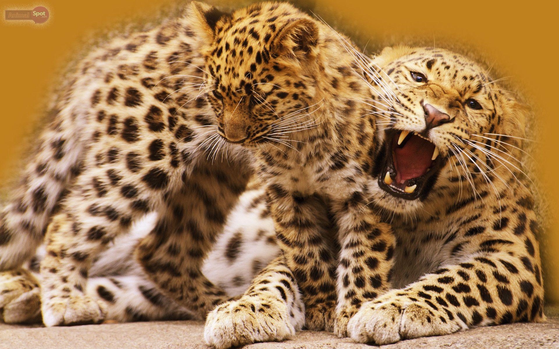 Leopard Tier Foto Hintergrund Bild, 1920x1200 HD Desktop