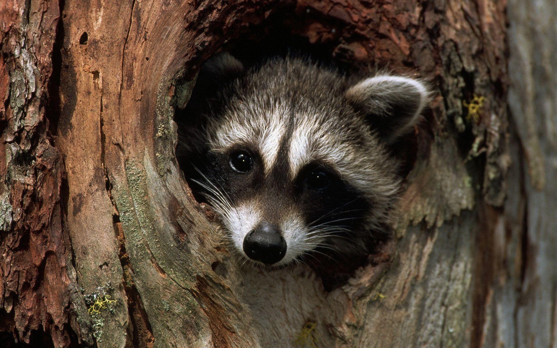 Waschbär, Wald, Tierwelt, Natur, Hintergrund, 1920x1200 HD Desktop