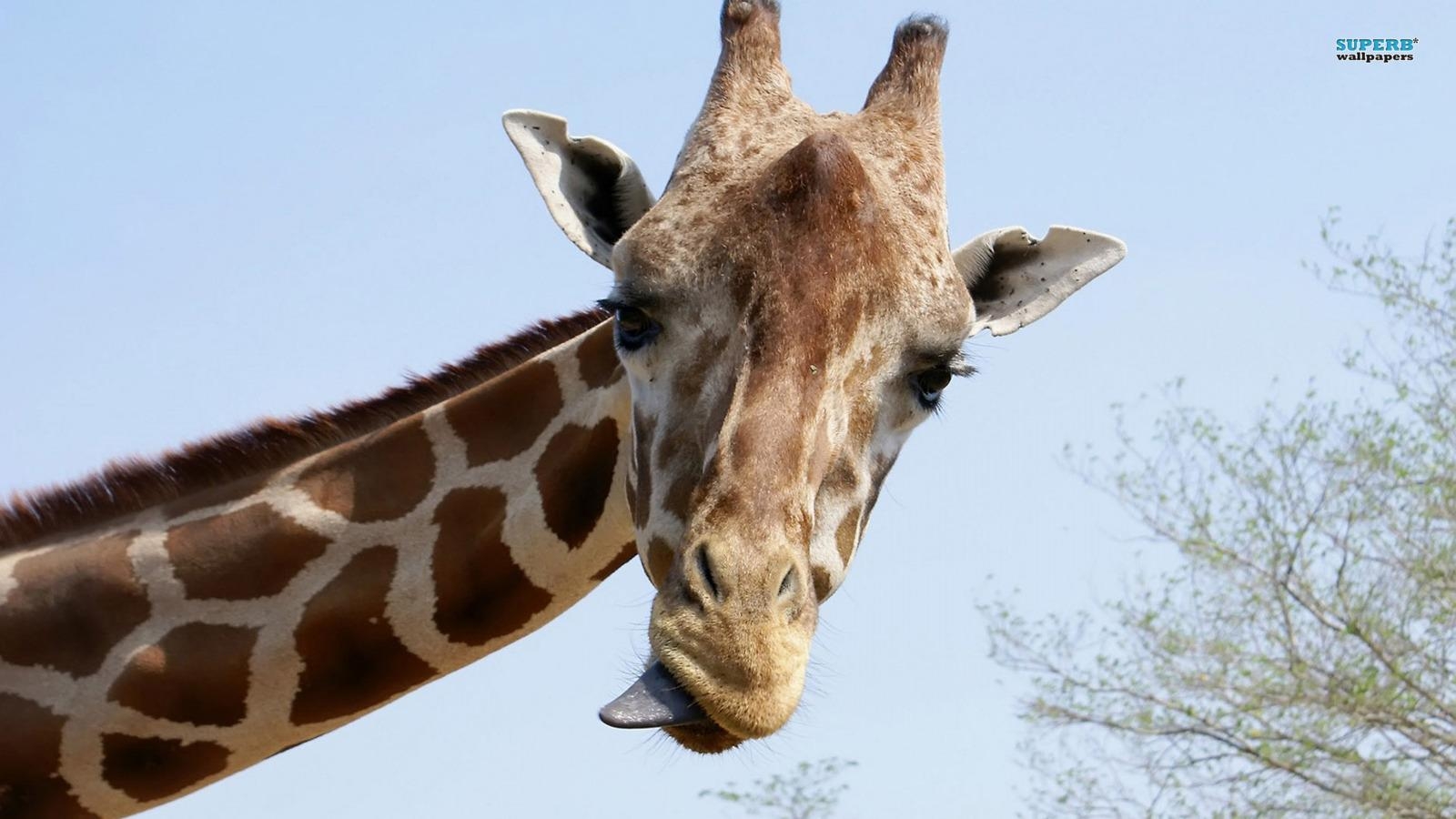 Giraffenbild, HD, Hintergrundfoto, Tiere, Safari, 1600x900 HD Desktop