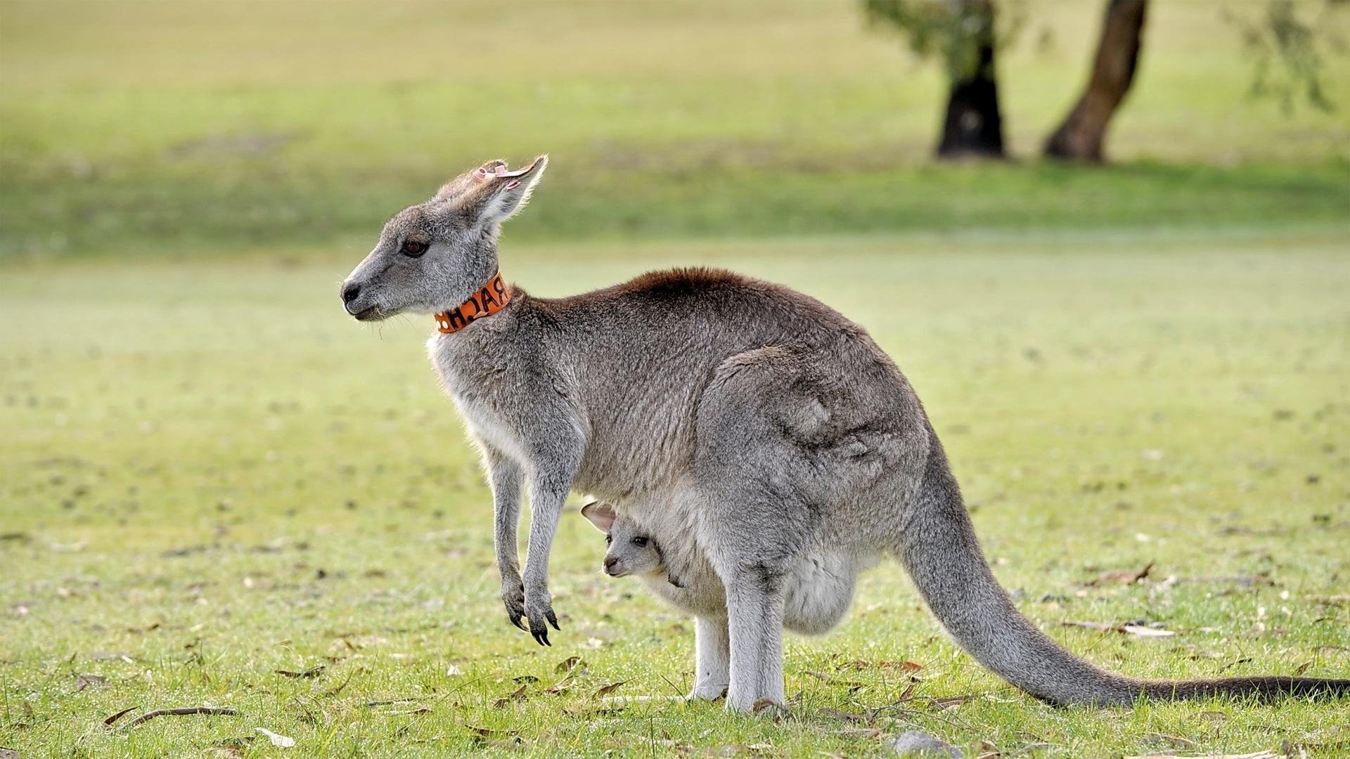 Känguru, 1080p, Tier, Australien, Bild, 1920x1080 Full HD Desktop