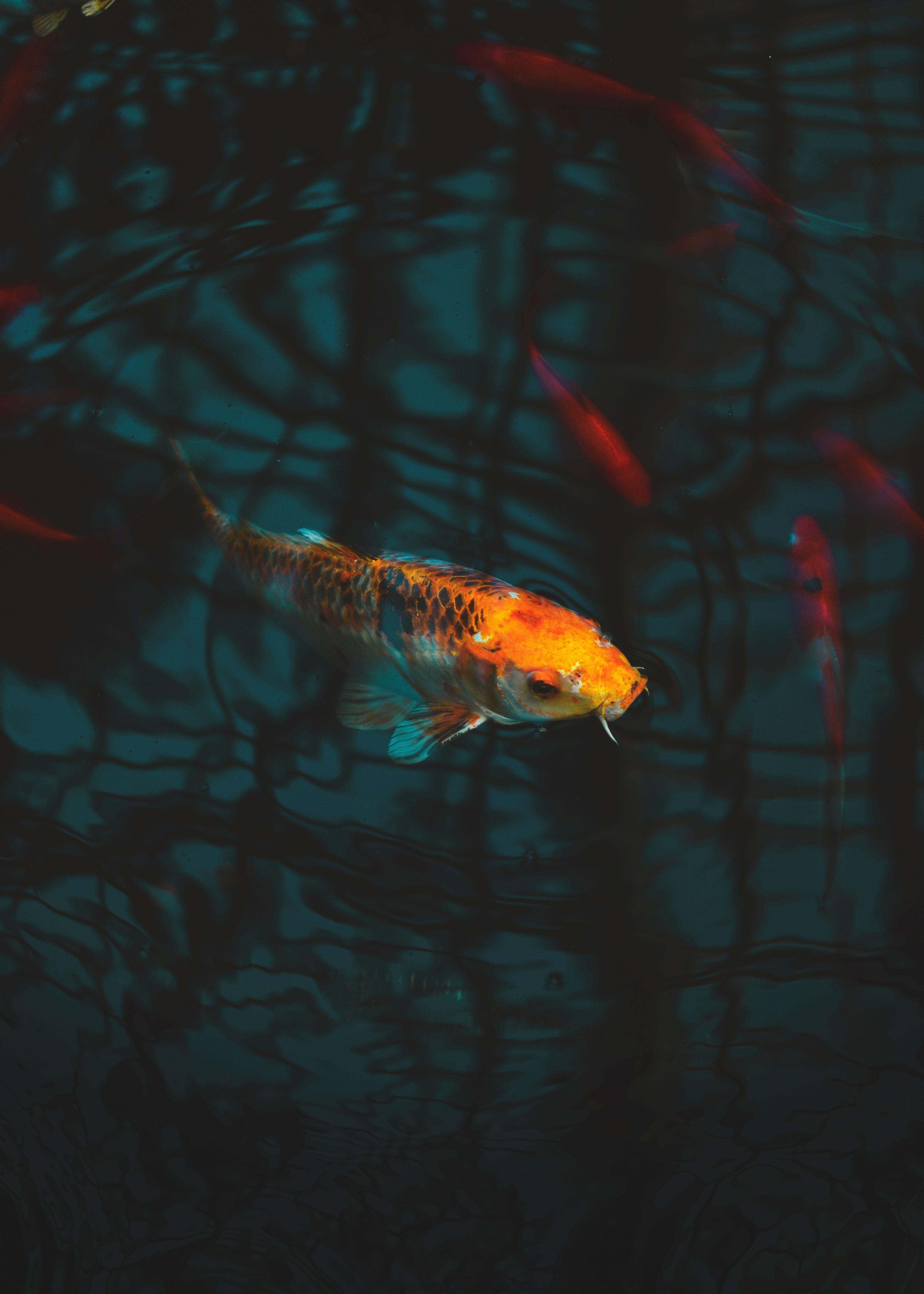 Koi Nahaufnahme, Fische, Kostenlos, Bild, Farben, 4000x5600 4K Handy