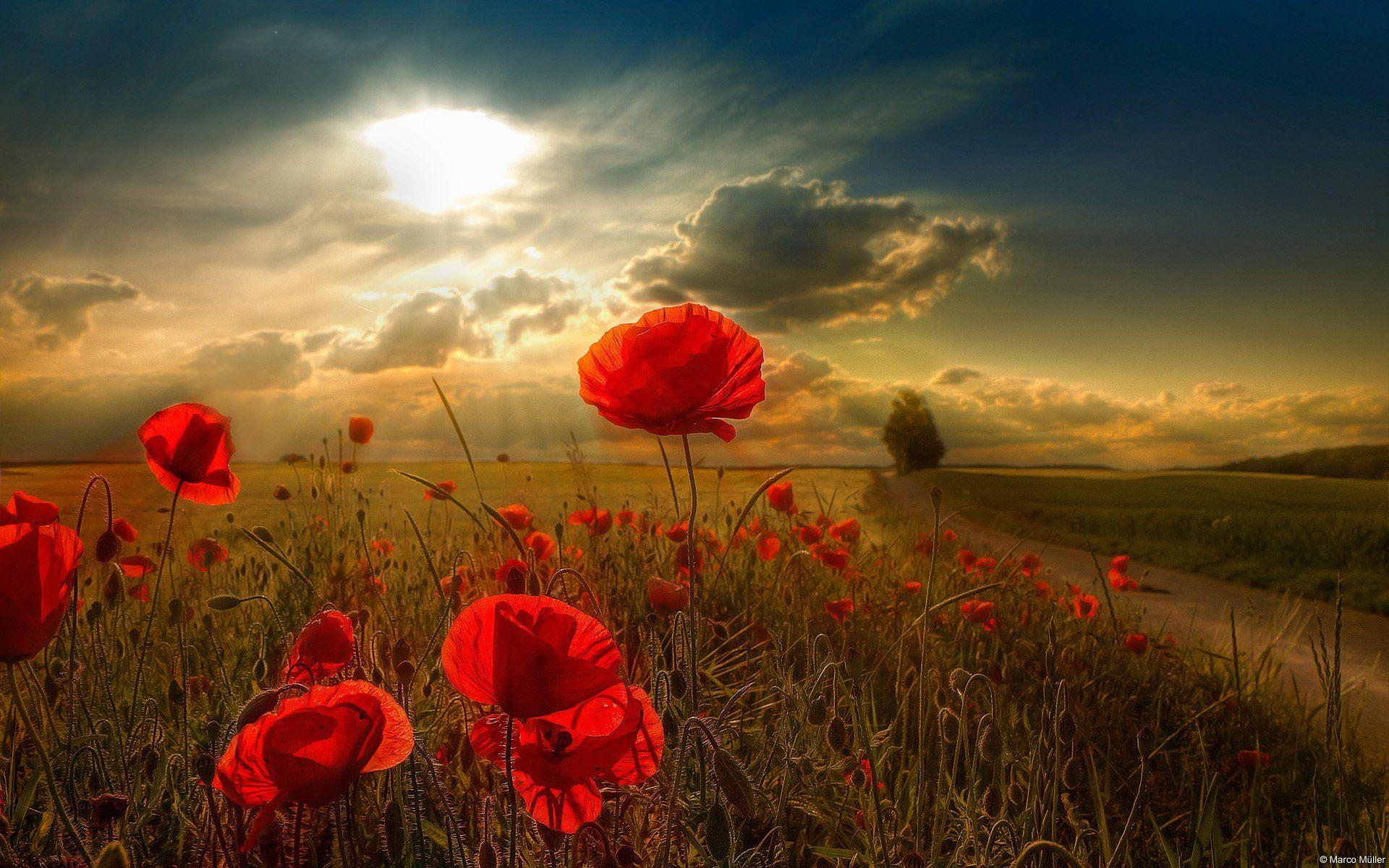 Mohnblumen, HD, Hintergrundbild, Natur, Bild, 1920x1200 HD Desktop