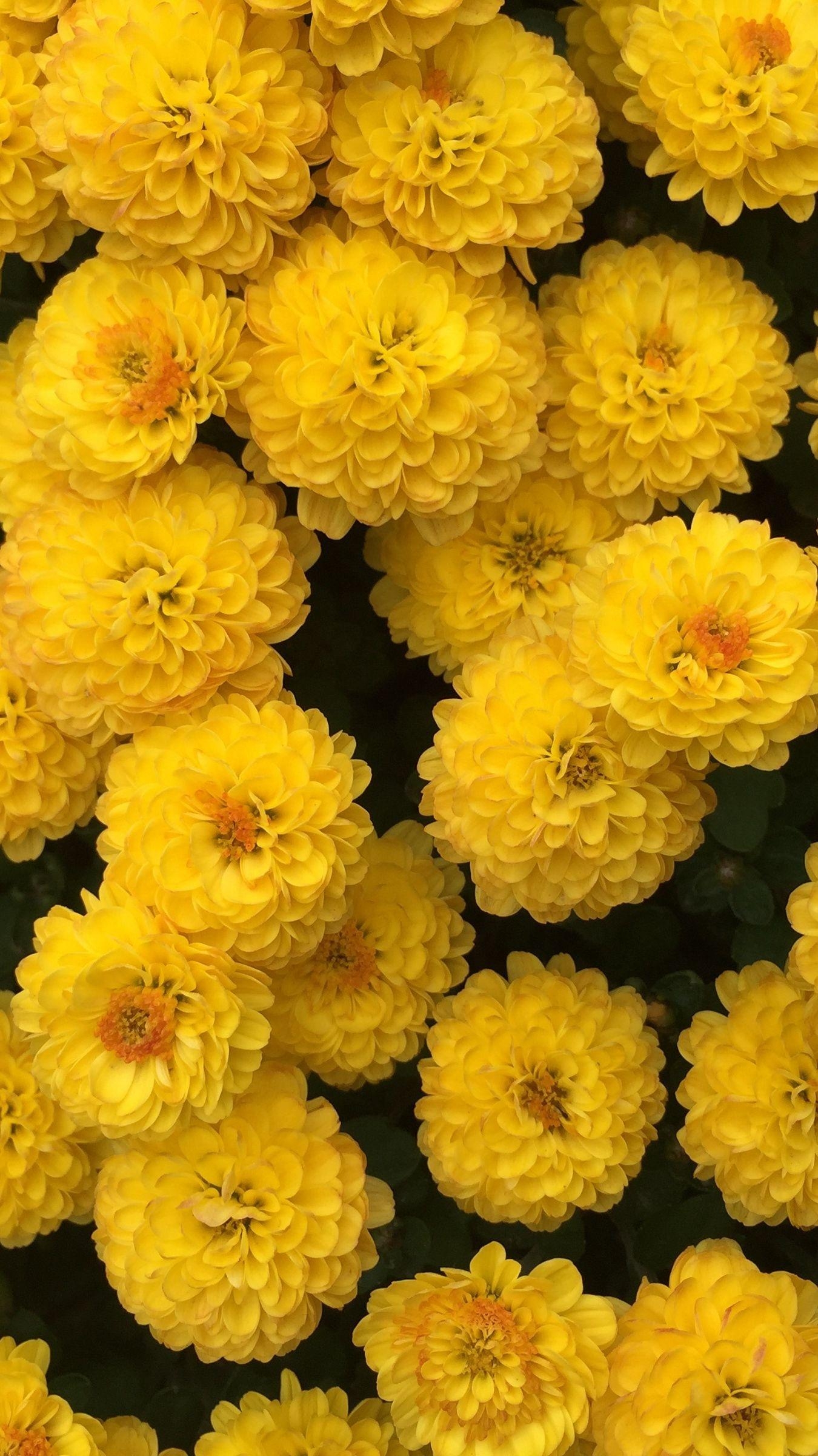 Gelbe Chrysantheme, Blumenbild, iPhone, Download, Natur, 1350x2400 HD Handy