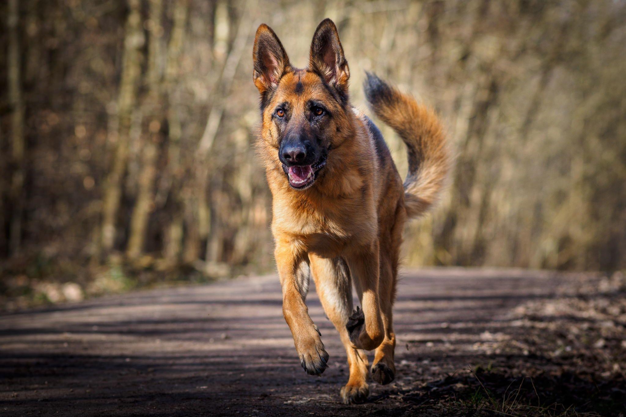 Deutscher Schäferhund, Full HD, Hintergrund, Bild, Hund, 2050x1370 HD Desktop