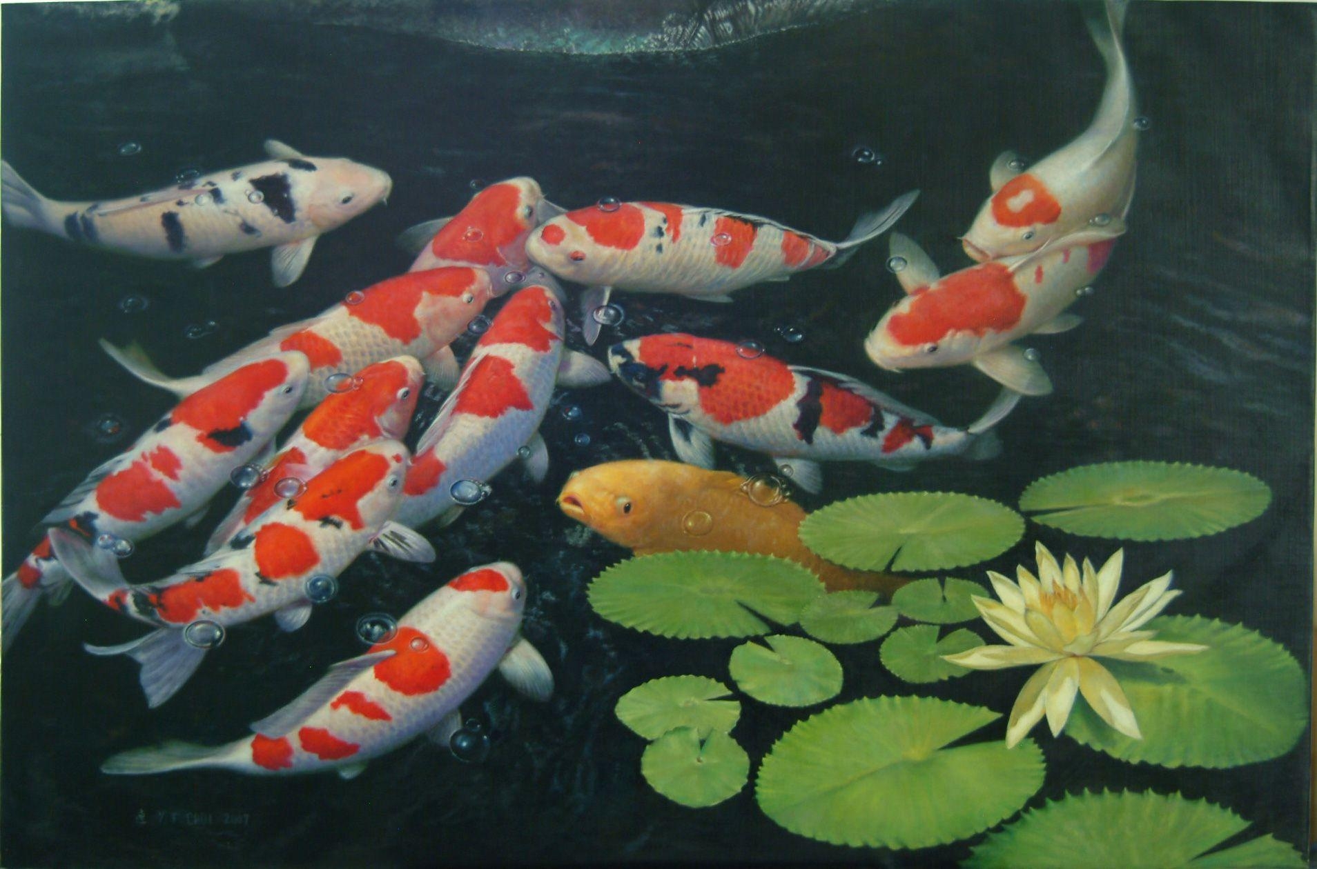 Koi, Fische, Lebendigkeit, Farbenpracht, Wasser, 1910x1260 HD Desktop