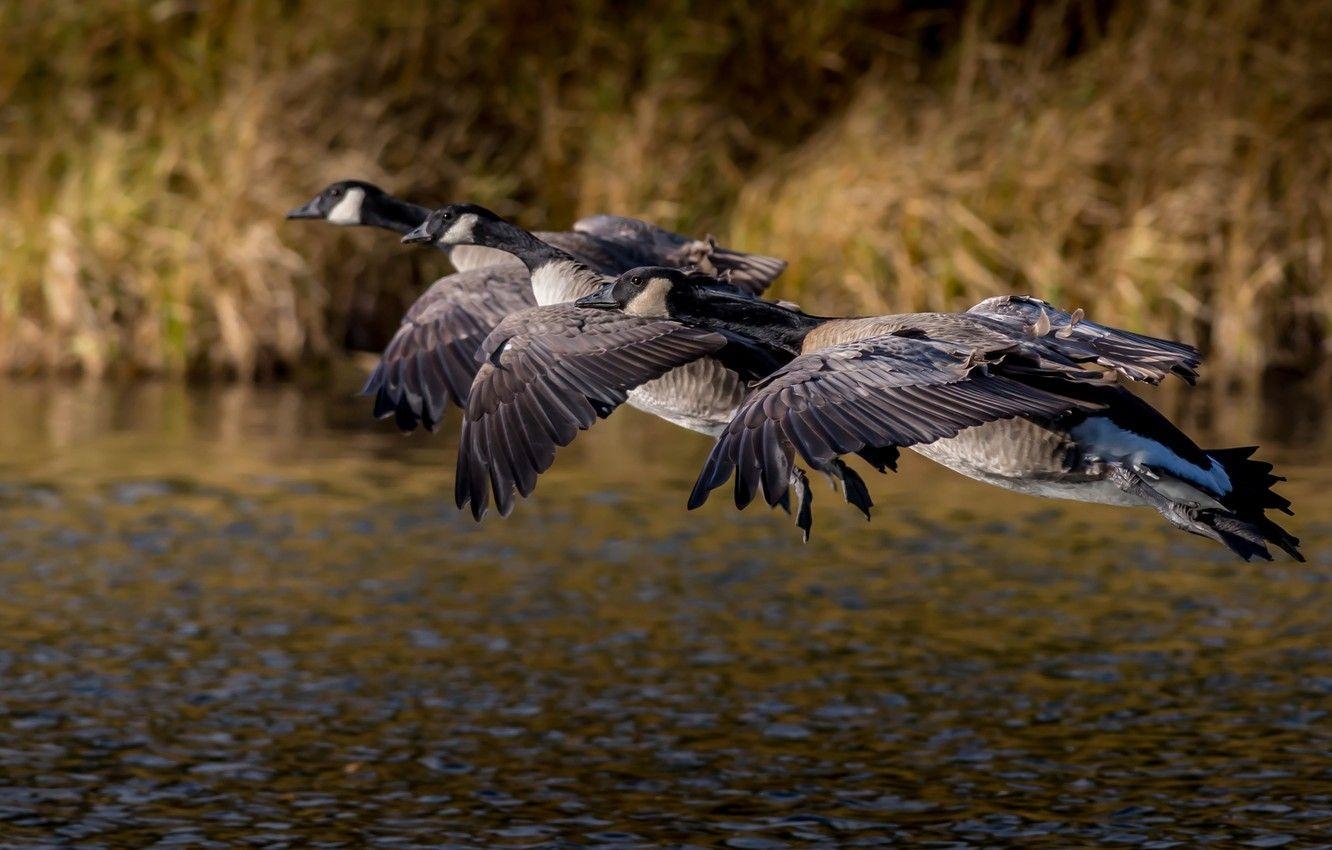 Flug, Herbst, Gänse, kanadische Vögel, Teich, 1340x850 HD Desktop