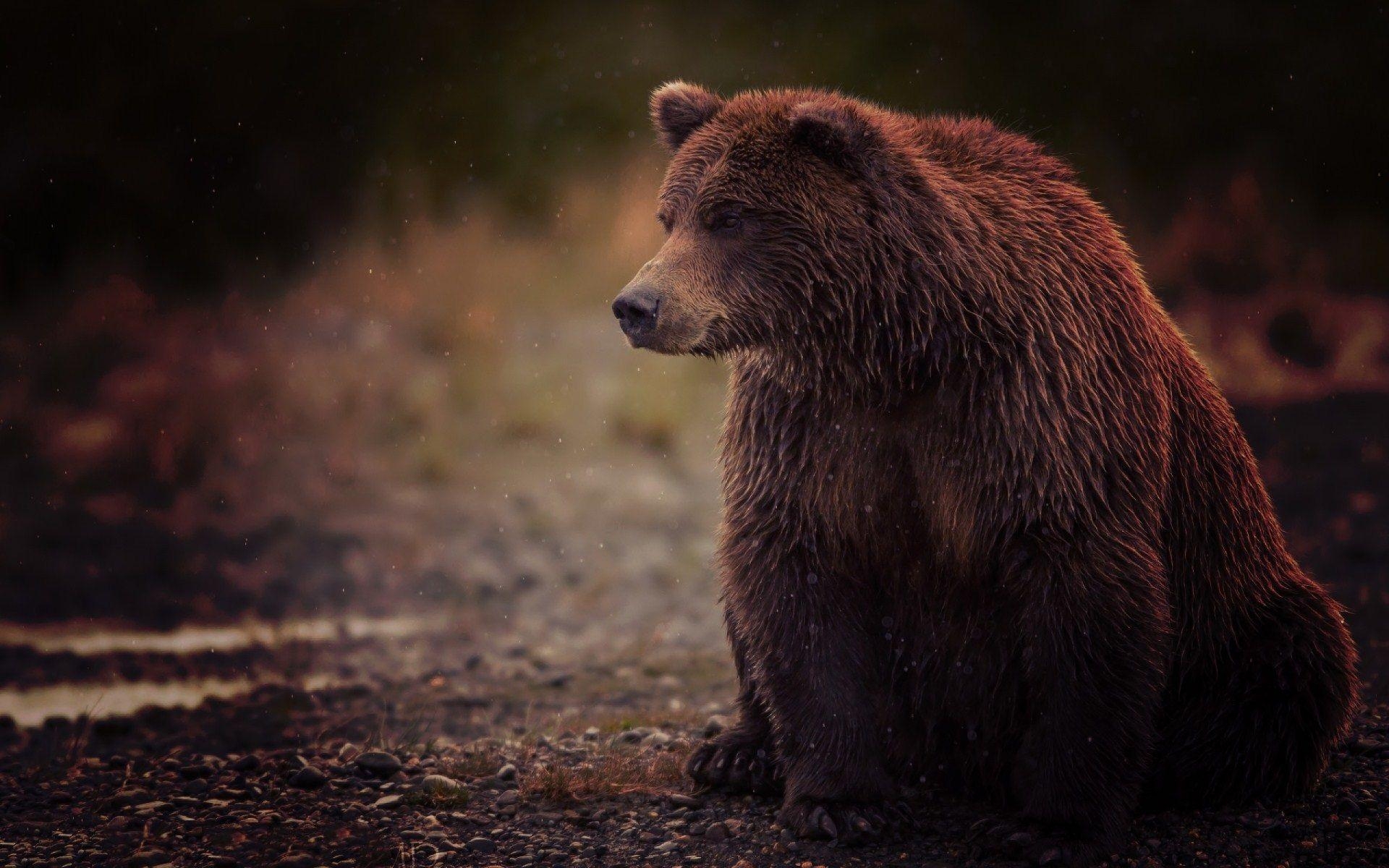 Grizzlybär, Natur, Tierwelt, Braun, Bär, 1920x1200 HD Desktop