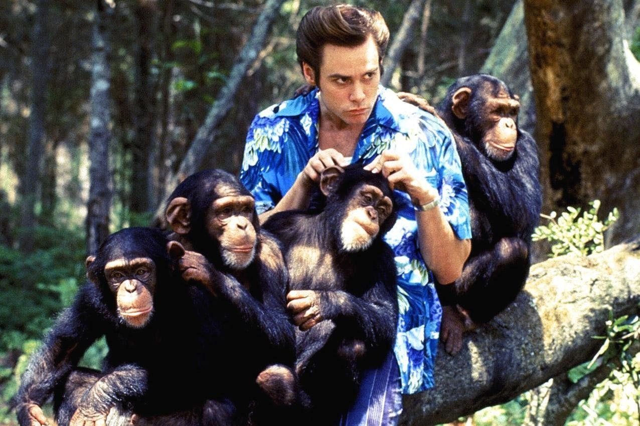 Ace Ventura, Detektiv, HQ, Film, Bild, 1280x850 HD Desktop