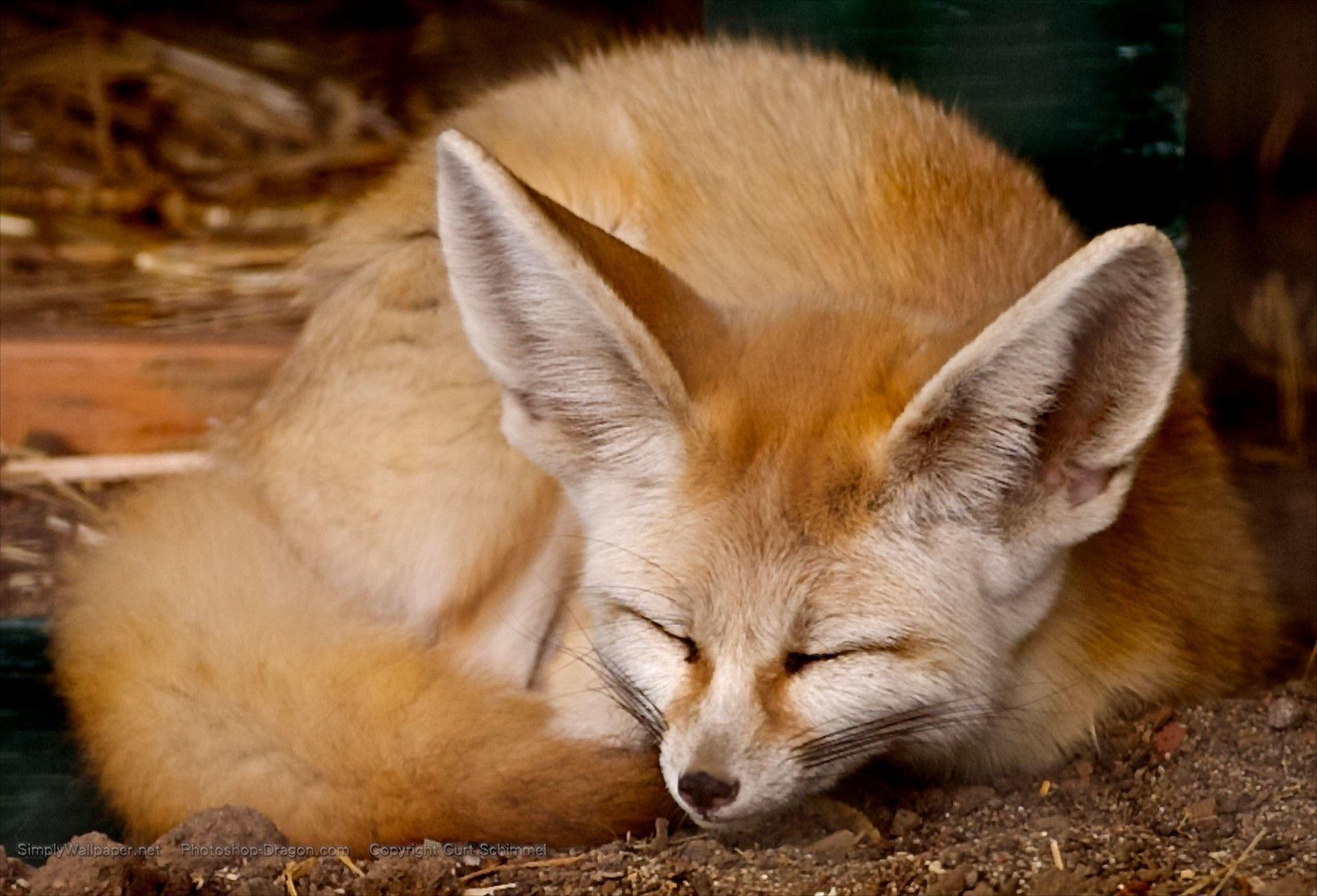 Fennek Fuchs, Hintergrund, Tierbild, 1920x1310 HD Desktop