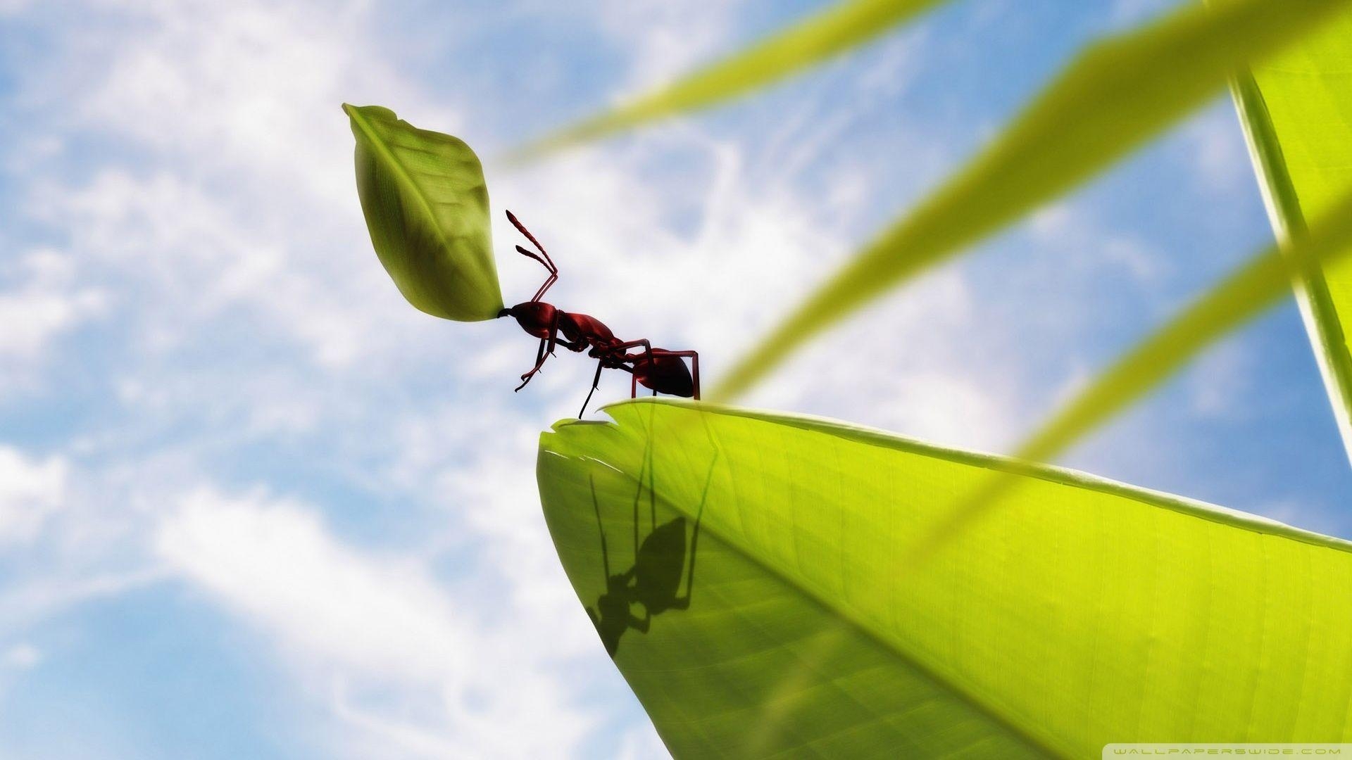 Fleißige Ameise, 4K, HD, Hintergrund, Insekten, 1920x1080 Full HD Desktop