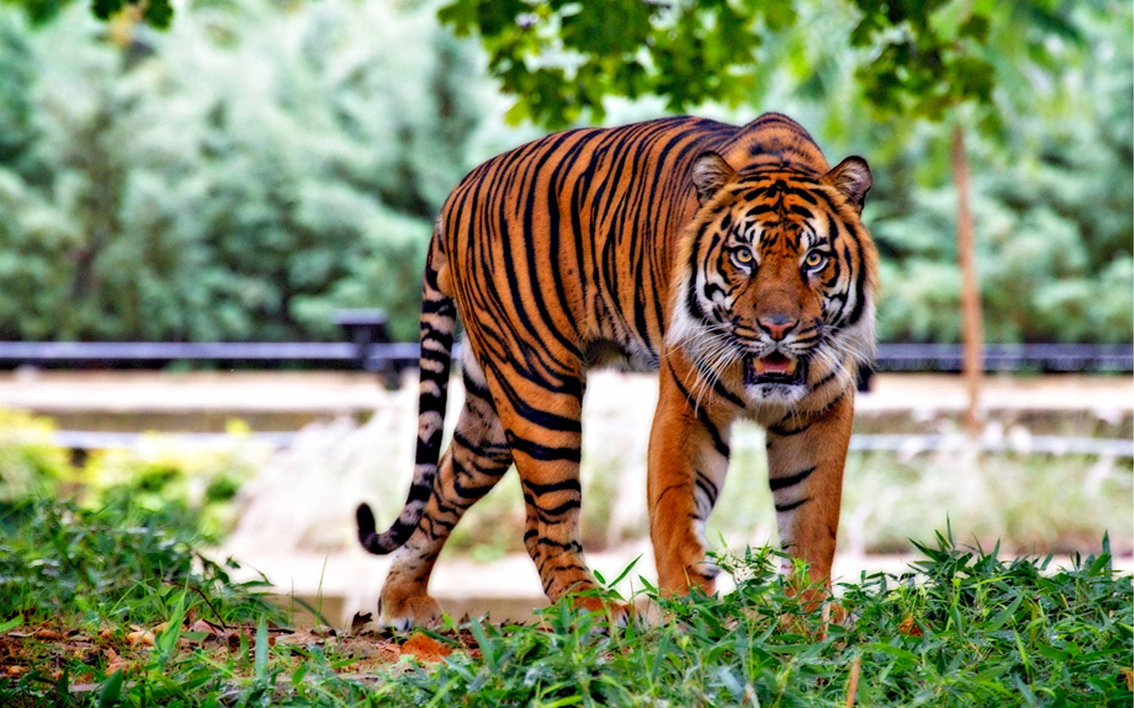 HD Bilder, Tiger, Top Tiere, Natur, 3840x2400 4K Desktop