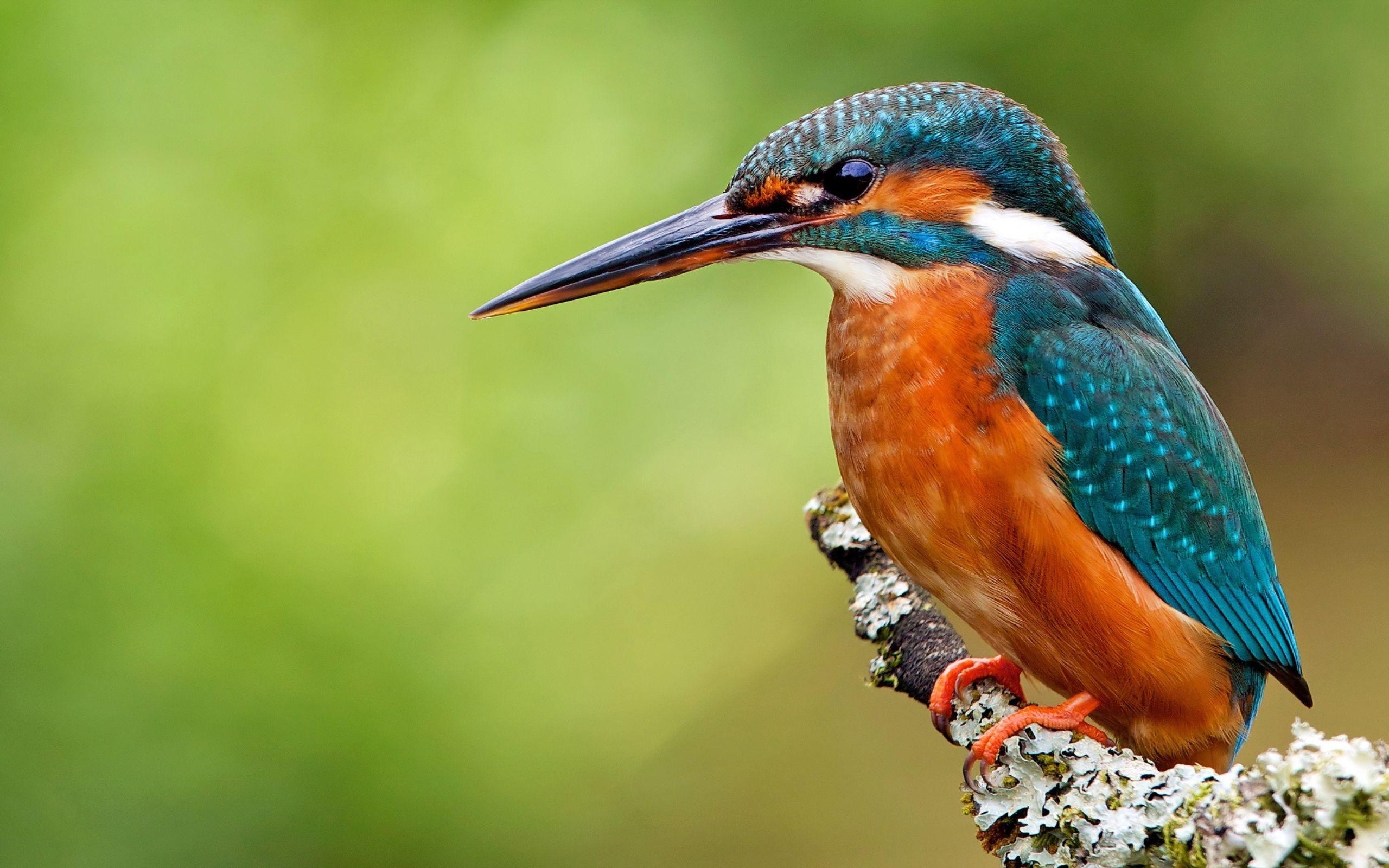 Eisvogel, Desktop, Vögel, 4K, Schönheit, 2560x1600 HD Desktop