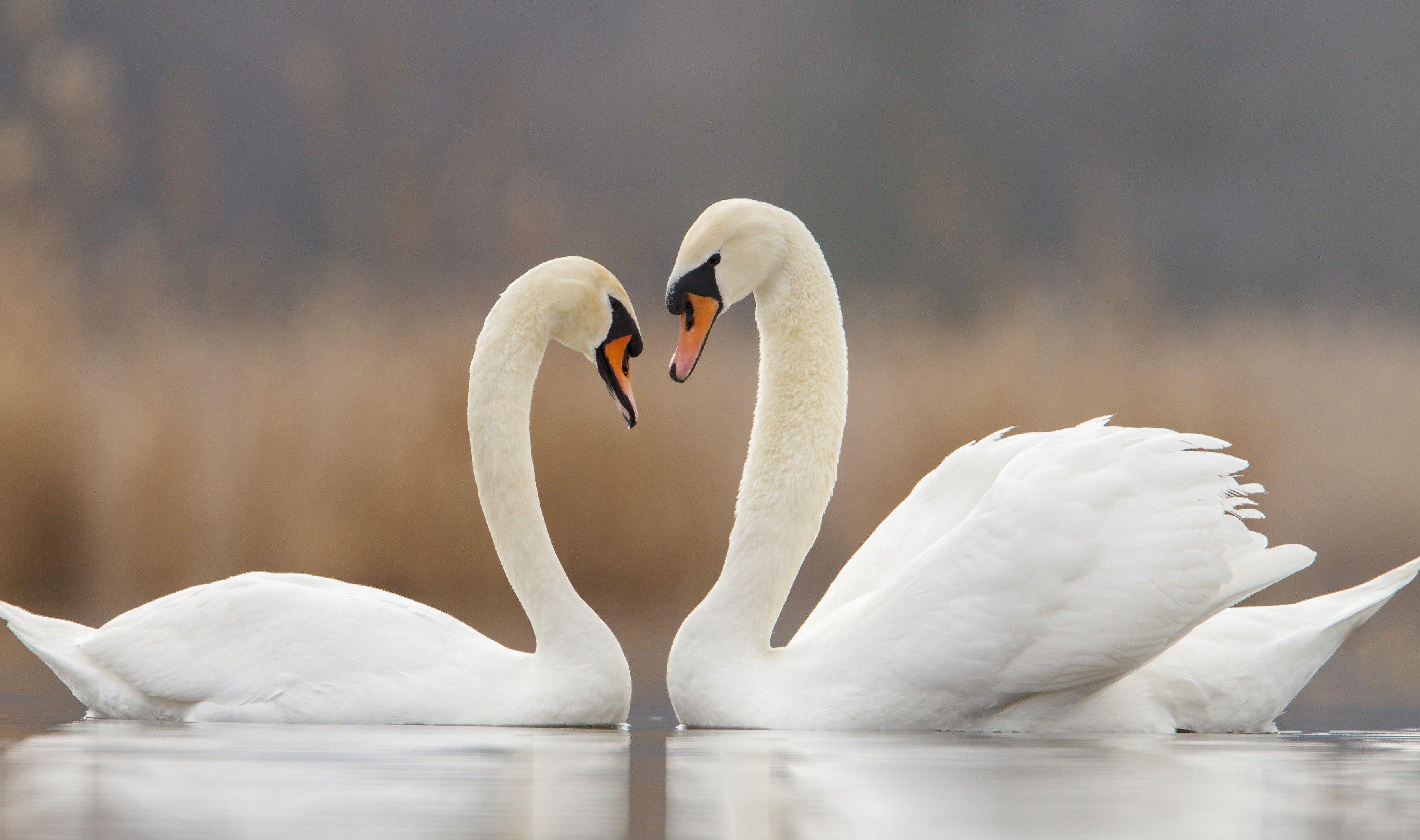 Höckerschwan, Hintergrund, 2071, Tiere, Vögel, 3500x2080 HD Desktop