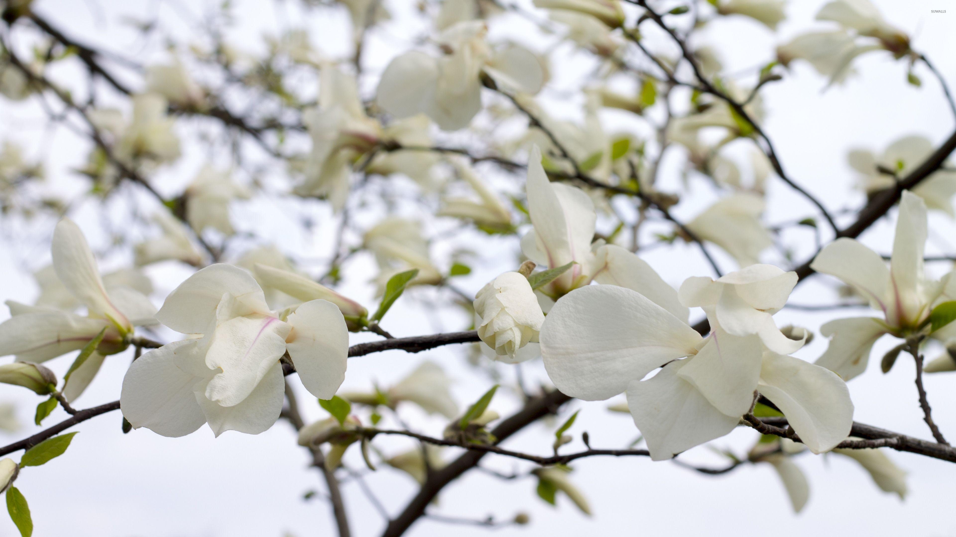 Weiße Magnolien, Natur, Blumenpracht, Hintergrund, Liste, 3840x2160 4K Desktop