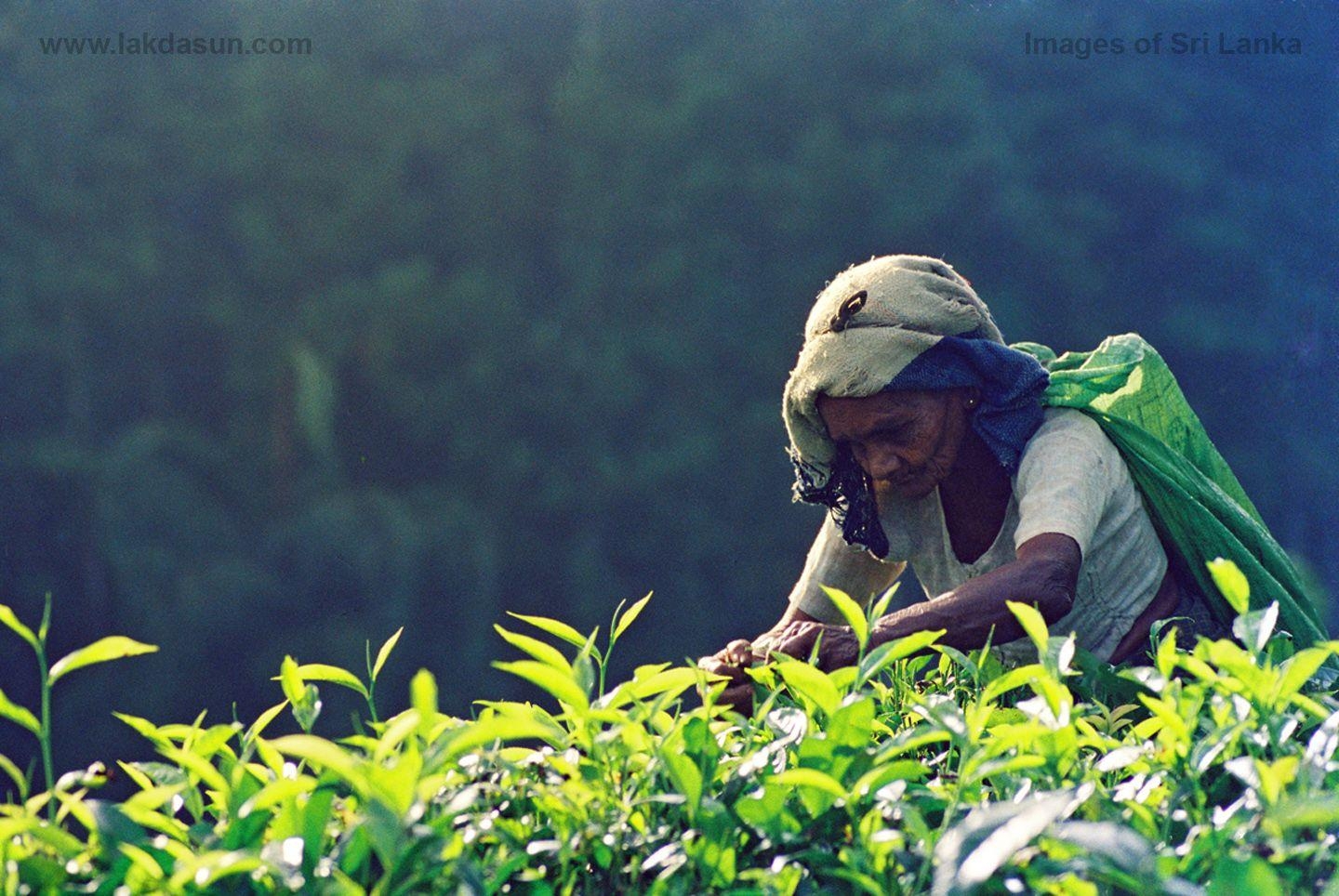 Lakdasun, Naturbilder, Sri Lanka, Landschaft, Download, 1440x970 HD Desktop