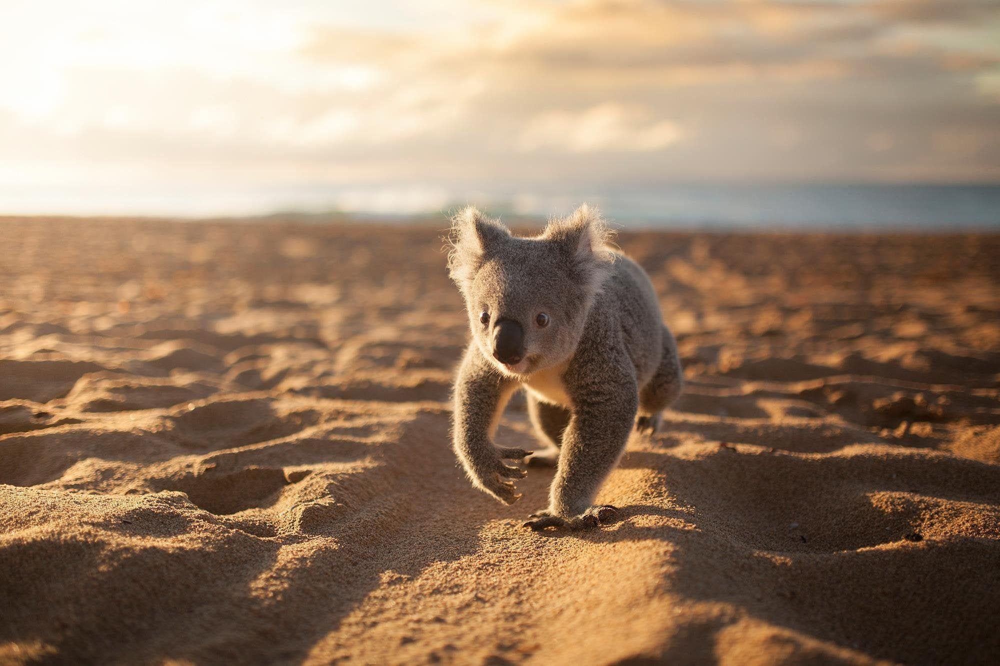 James, Koala, Symbio Wildlife Park, Strand, Australien, 2000x1340 HD Desktop