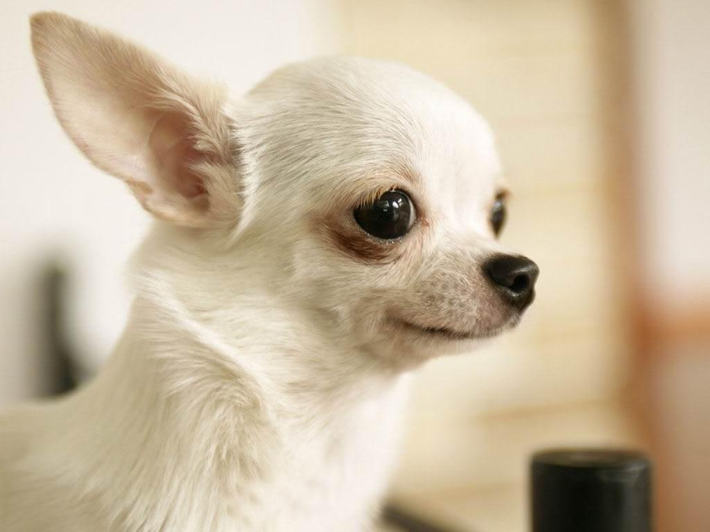 Chihuahua, neu, HD, Bild, Hintergrund, 1030x770 HD Desktop