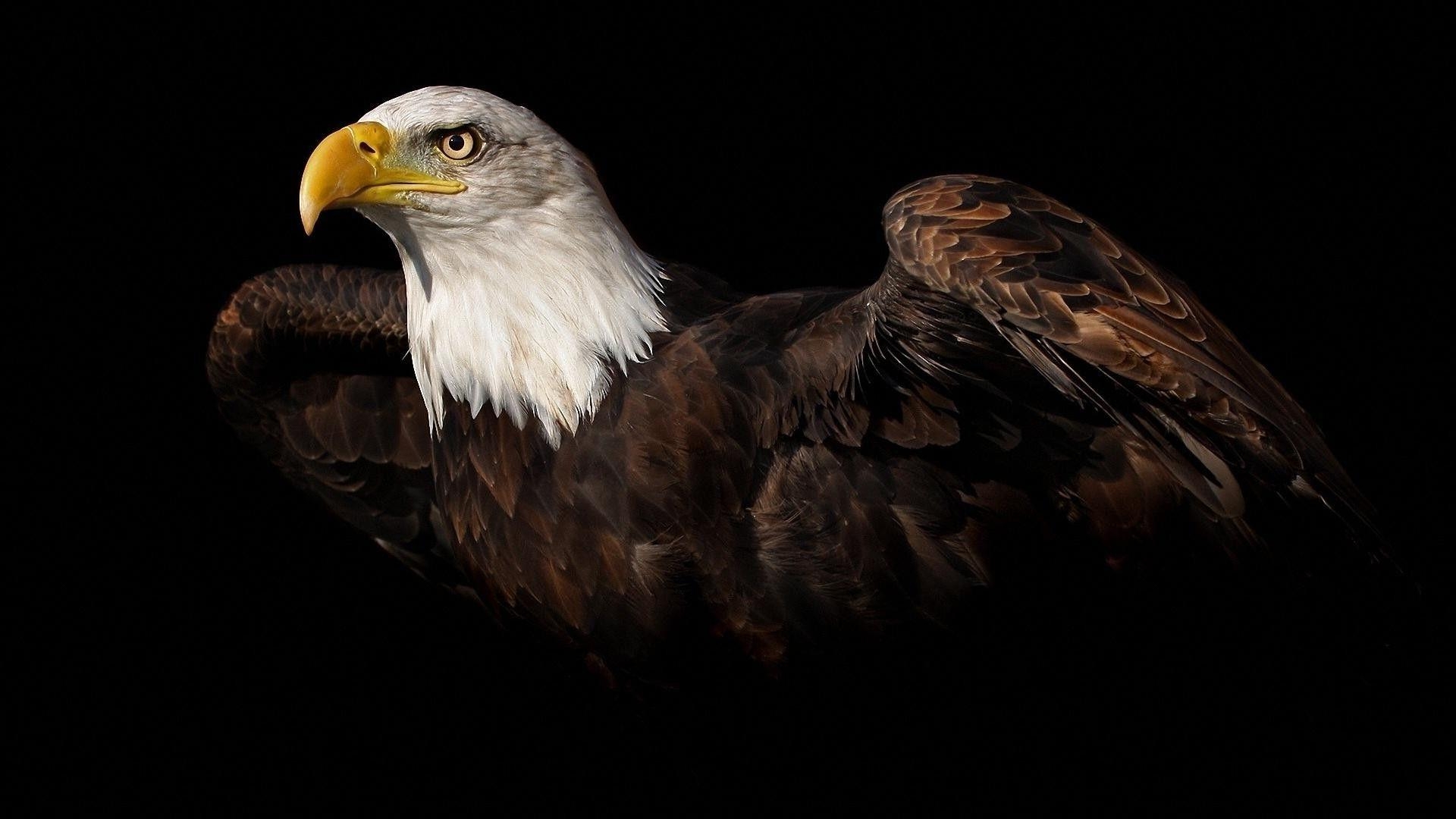 Eagle, HD, majestätisch, Wildnis, Natur, 1920x1080 Full HD Desktop