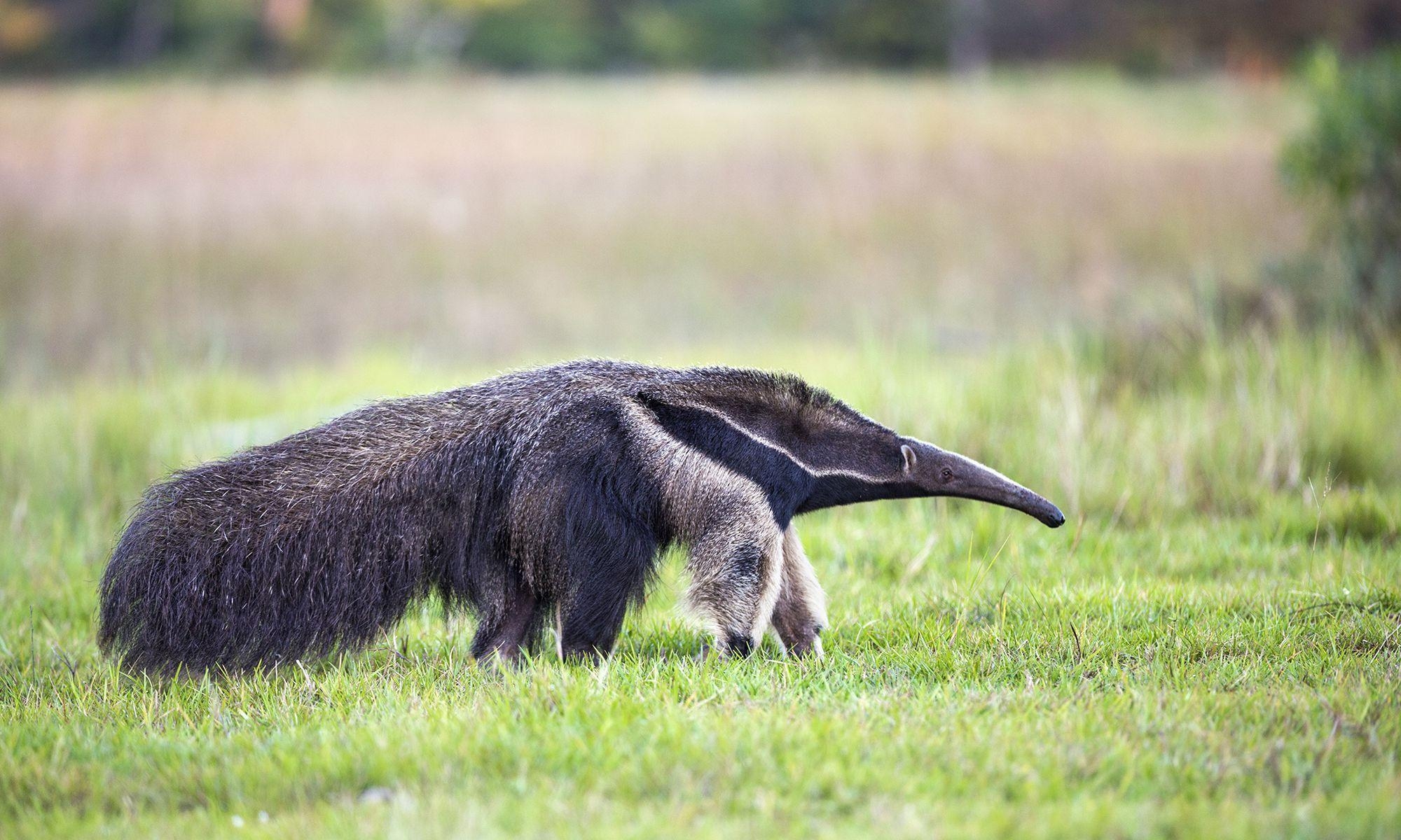 Ameisenbär, Tier, Hintergrund, Bild, Natur, 2000x1200 HD Desktop