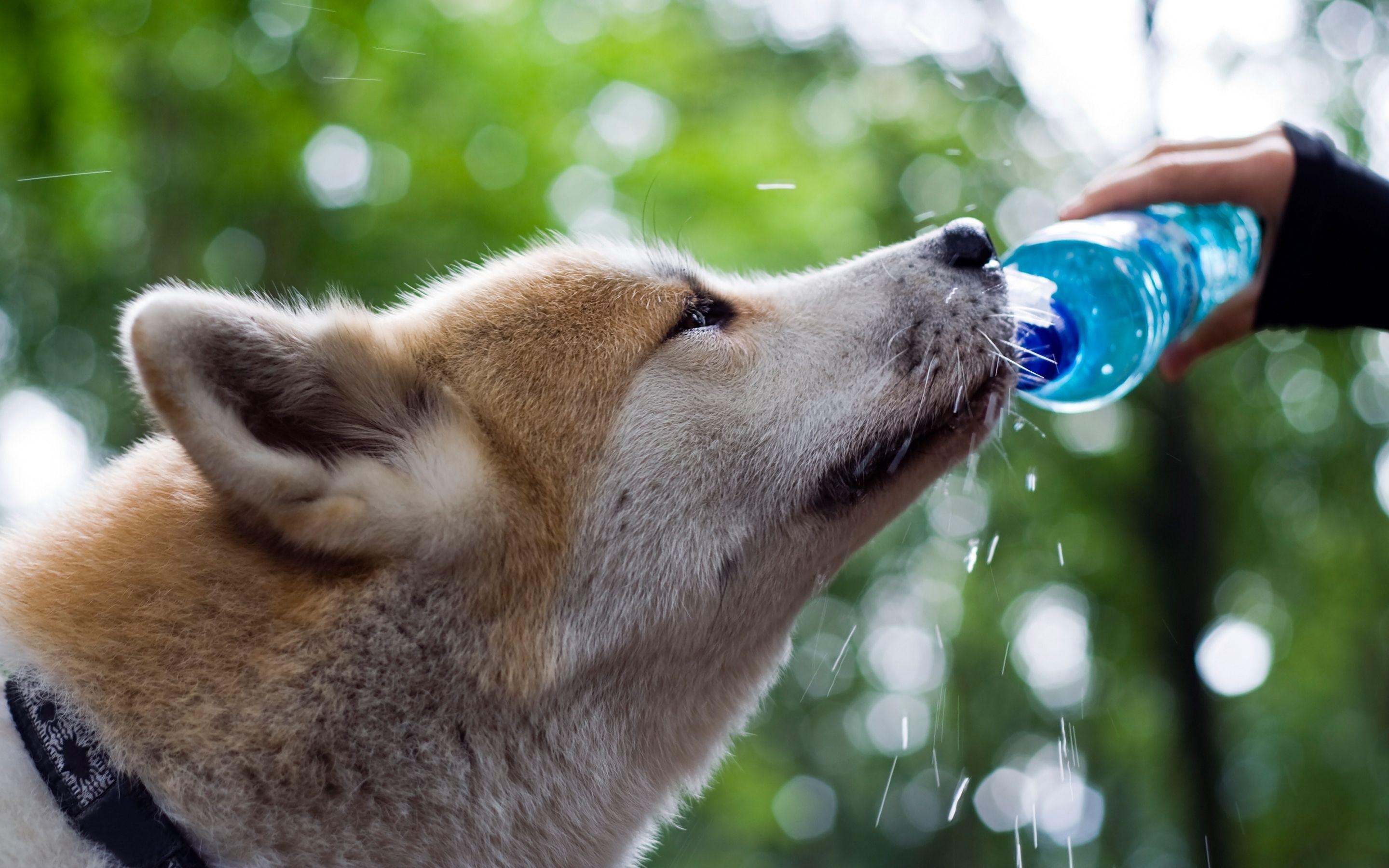 Shiba Inu, HD, Hintergrund, Hund, Bild, 2880x1800 HD Desktop