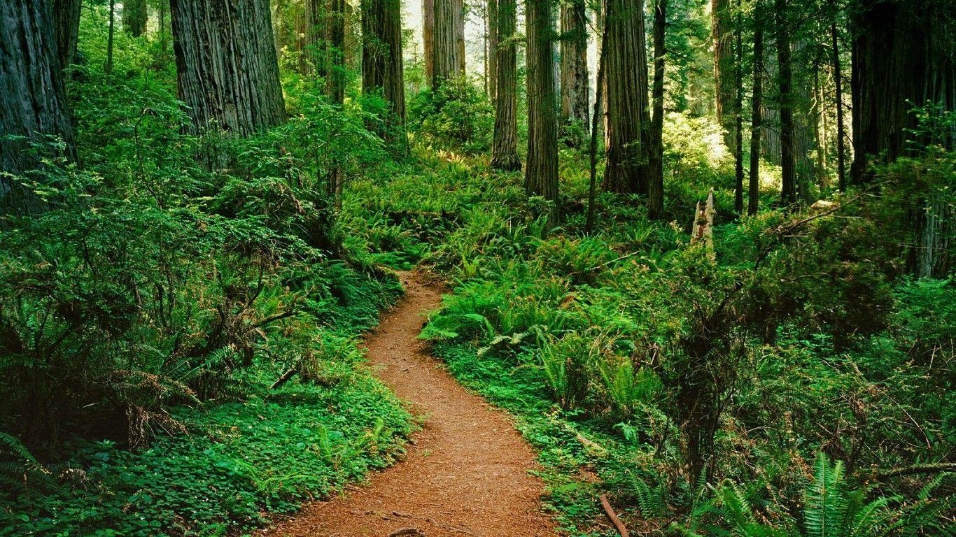 Redwood, Wald, Kalifornien, Nationalpark, Bäume, 1370x770 HD Desktop