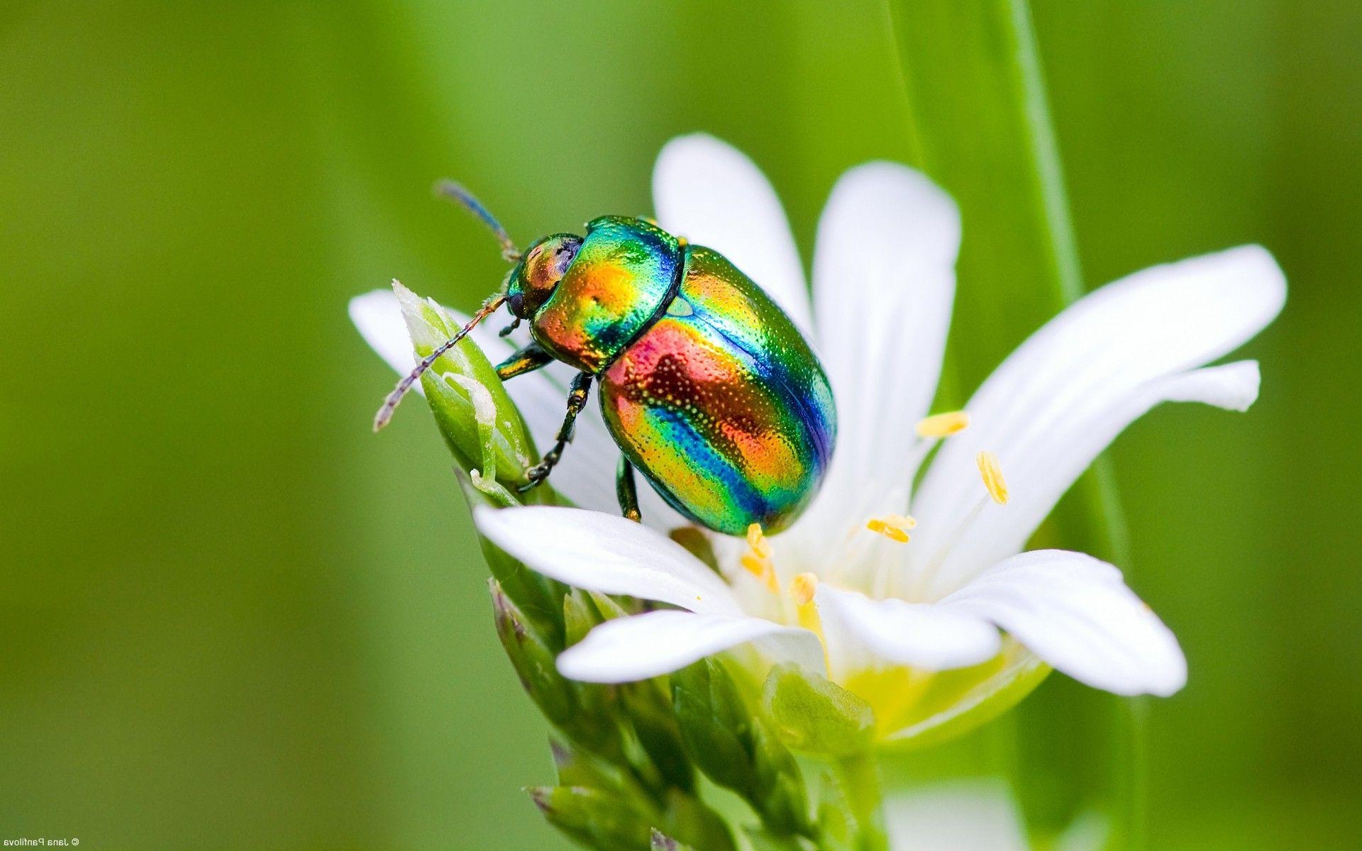 Insekten, x1200, Bild, Hintergrund, Tiere, 1920x1200 HD Desktop