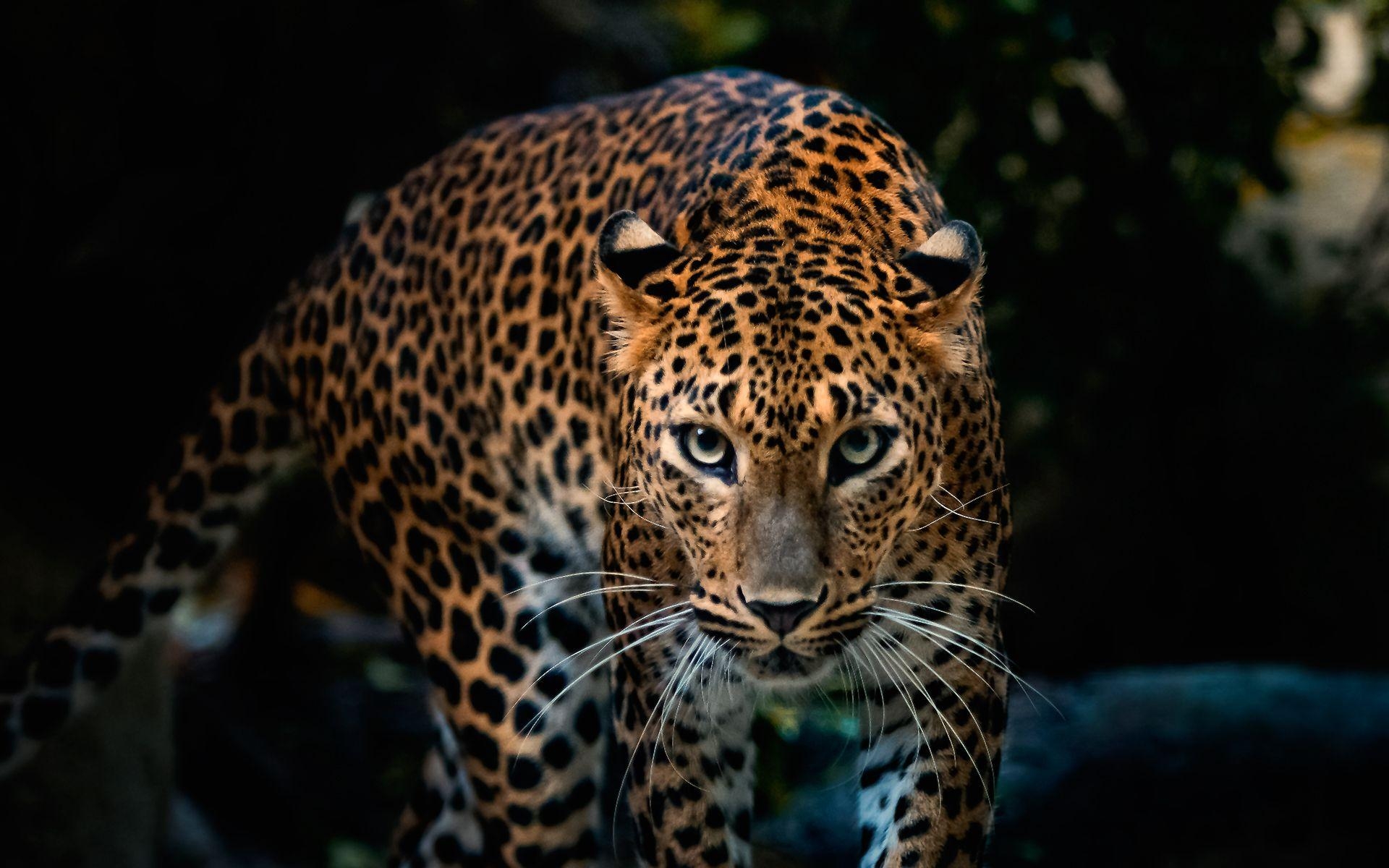 Leopard, Tierwelt, HD Bild, Großkatze, 1920x1200 HD Desktop