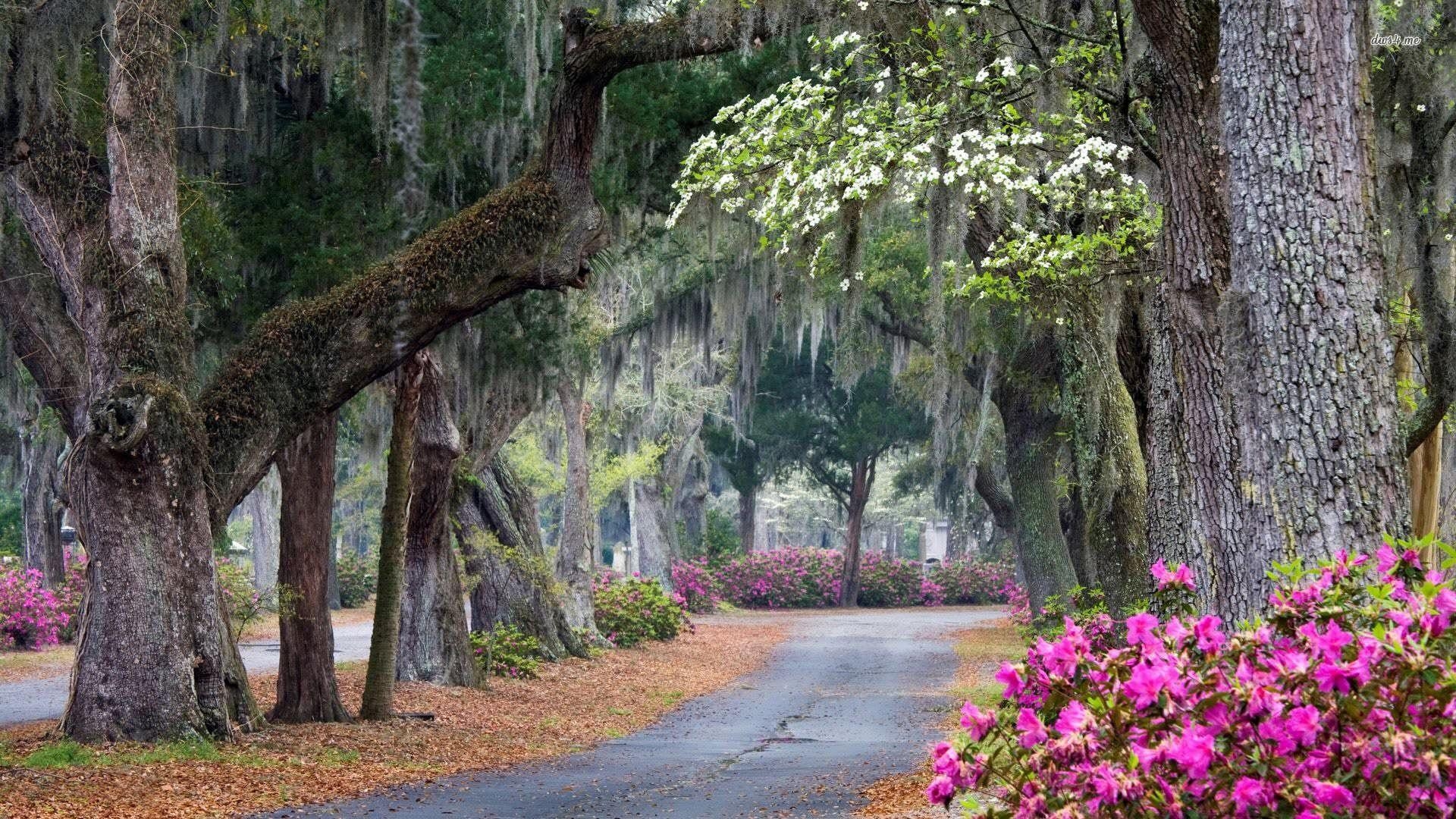 Savannah Georgia, Reisen, Landschaft, Südstaaten, Städtebild, 1920x1080 Full HD Desktop