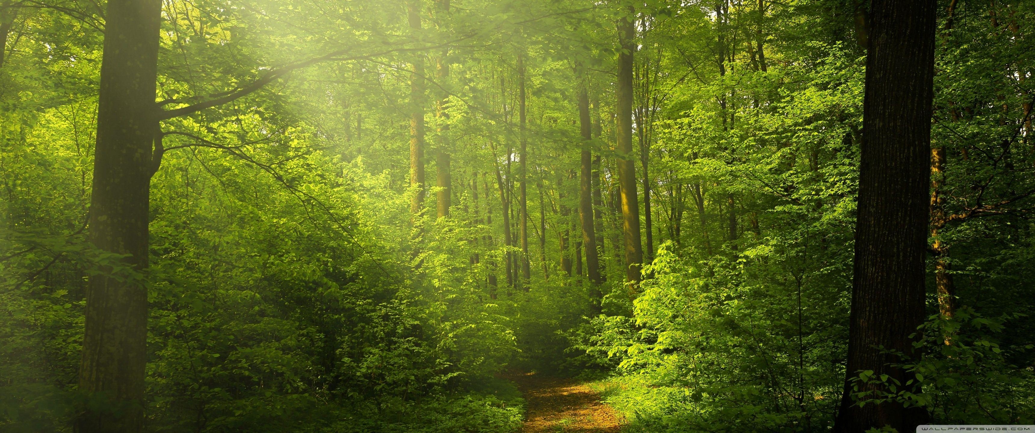 Wald, Natur, Grün, 4K, Hintergrund, 3440x1440 Dual Screen Desktop