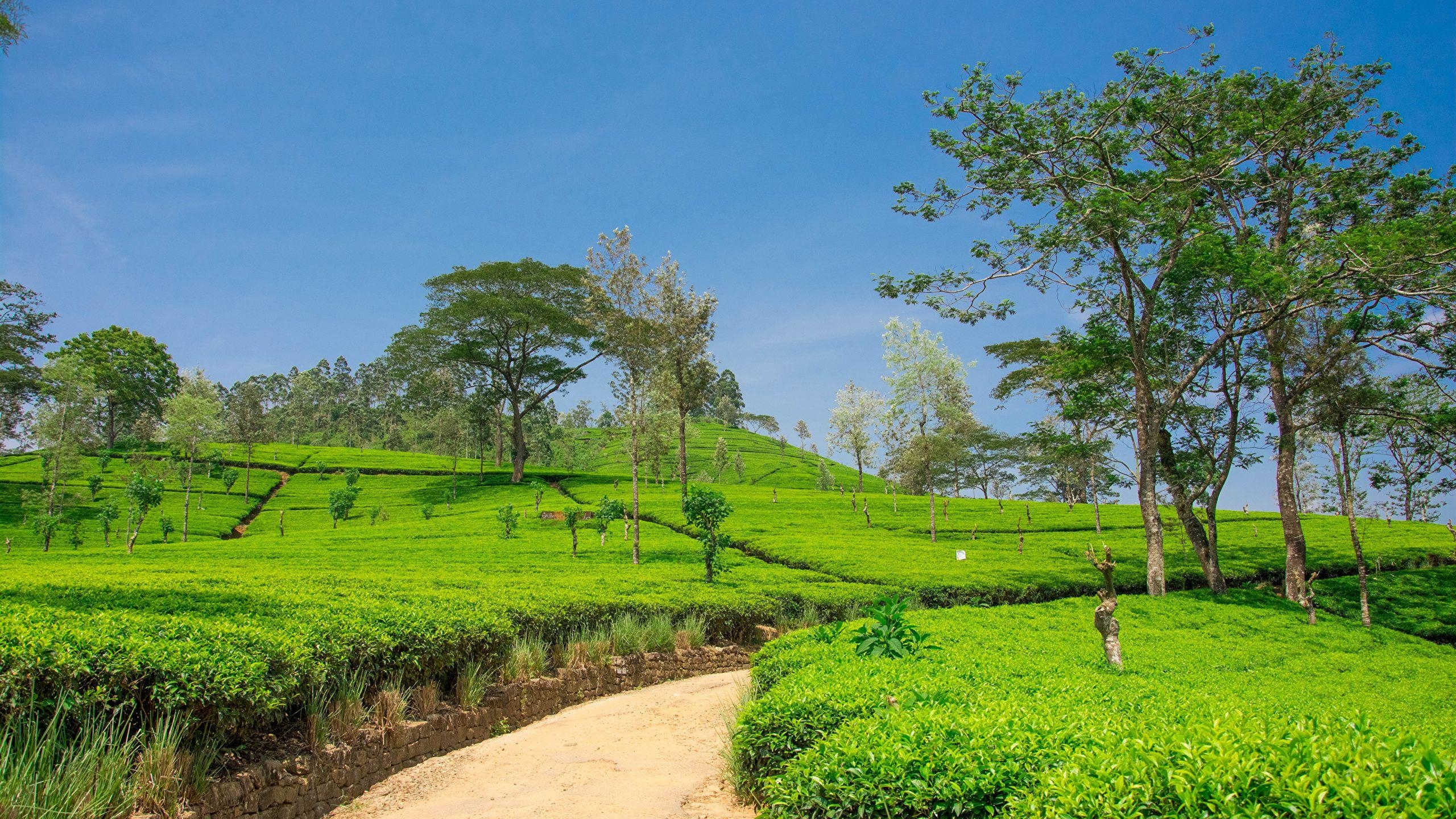 Nuwara Eliya, Natur, Frühling, Straßen, Felder, 2560x1440 HD Desktop