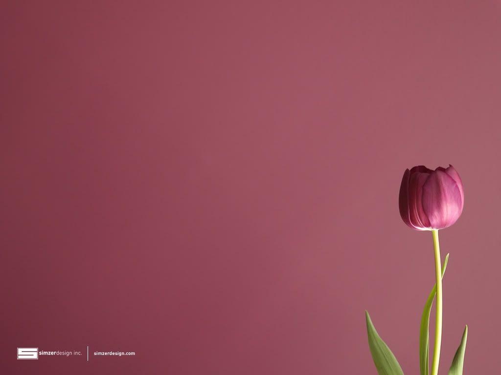 Tulpen, 8, HD, Bild, Blütenpracht, 1030x770 HD Desktop