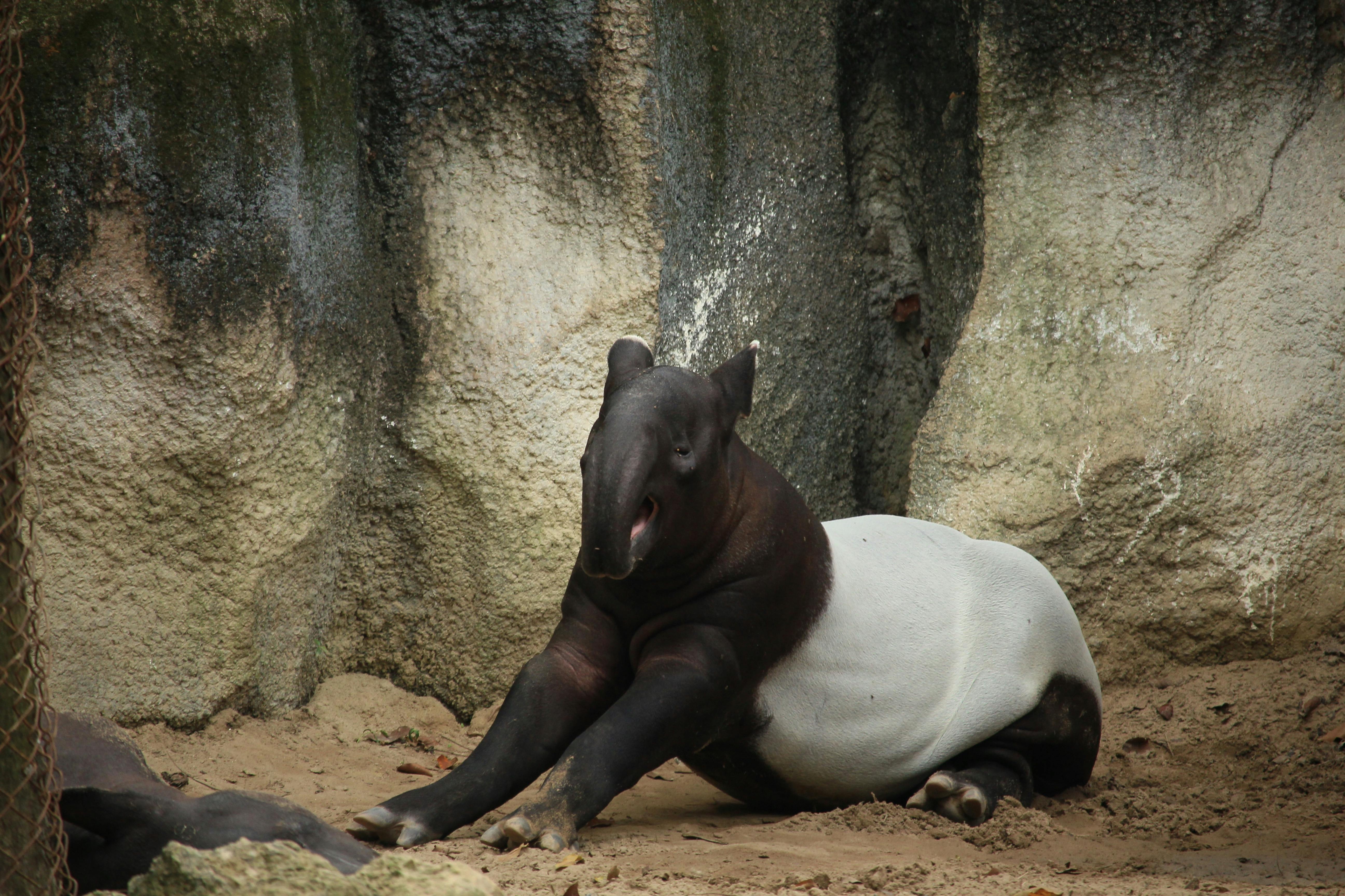 Malaiischer Tapir, Foto, Download, HD, Bild, 5190x3460 4K Desktop