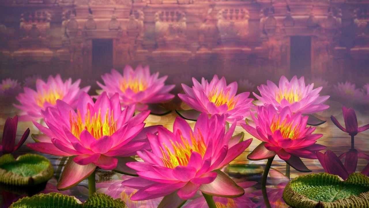 Rosa Lotusblumen, Natur, Blumenbild, Lotus, Schönheit, 1280x720 HD Desktop