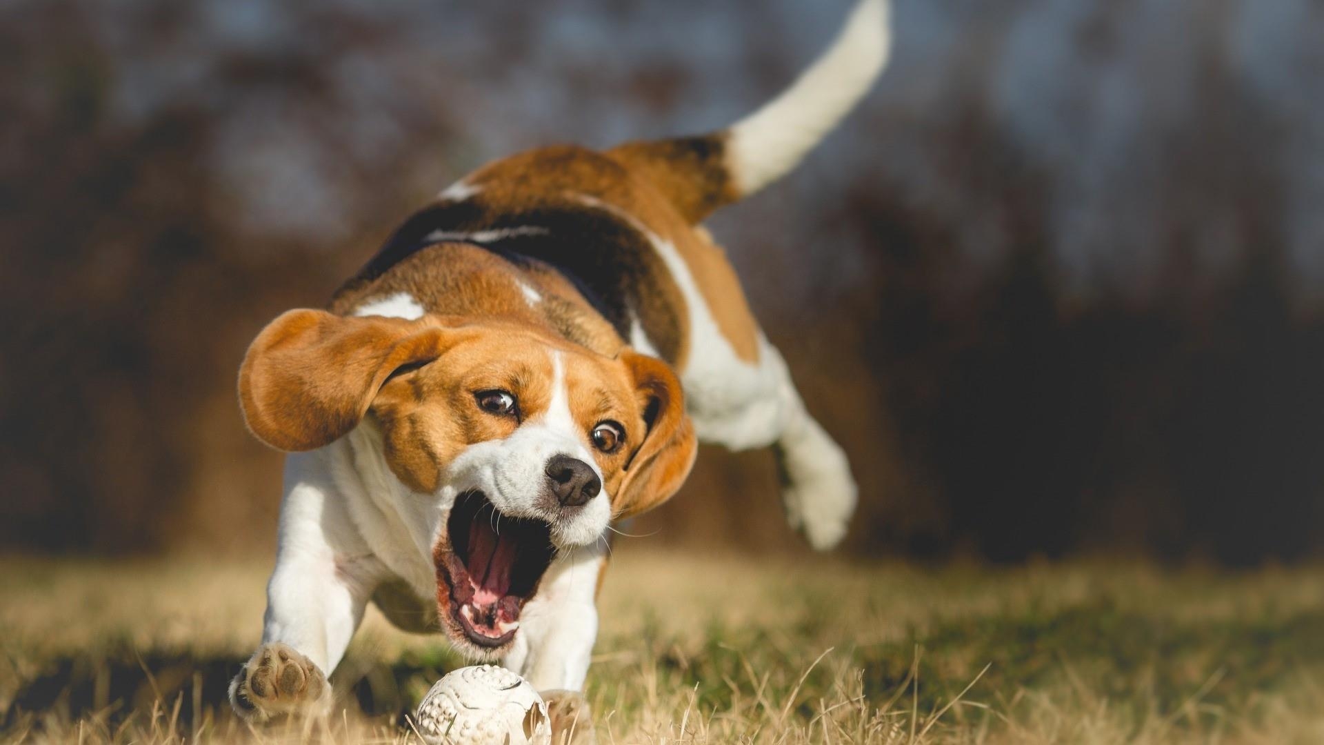 Beagle, 22x1080, Hunde, Bildschirm, Hintergrund, 1920x1080 Full HD Desktop