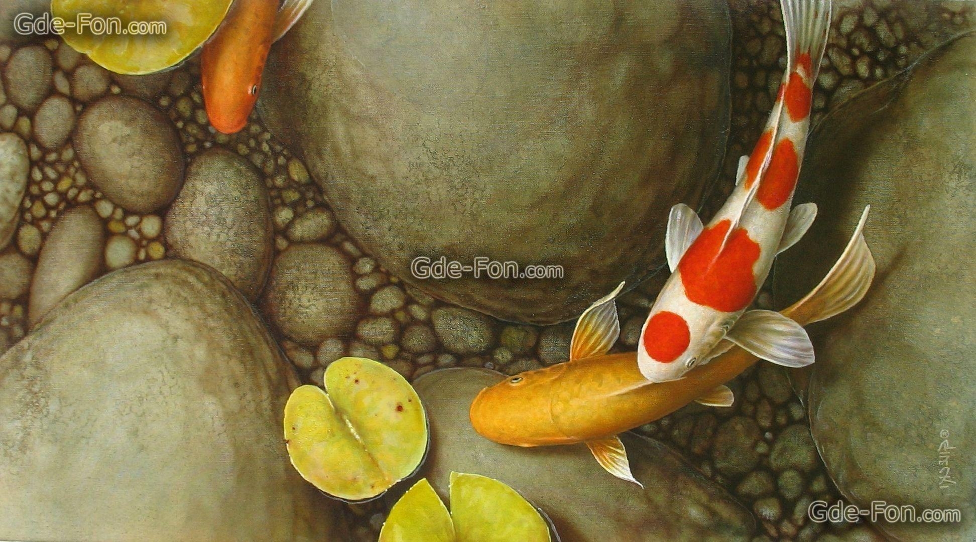 Koi Teich, Galerie, Fische, Wasser, Bilder, 1950x1080 HD Desktop