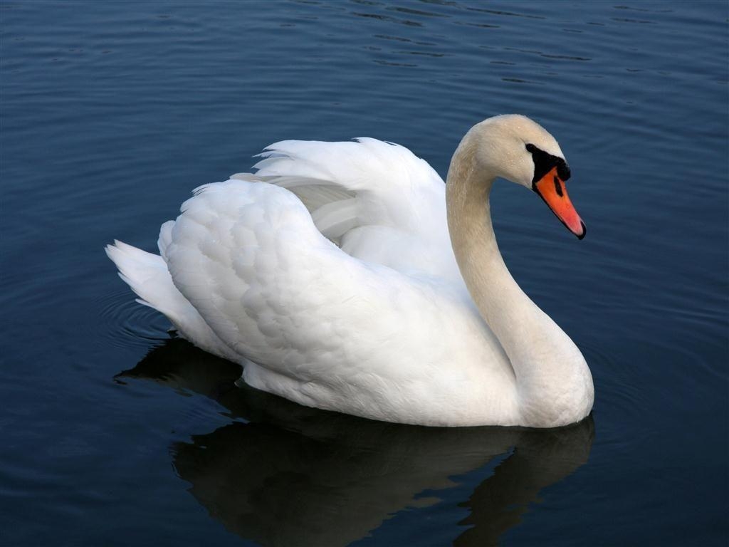 Schwan, HD Bild, Natur, Tierfoto, 1030x770 HD Desktop