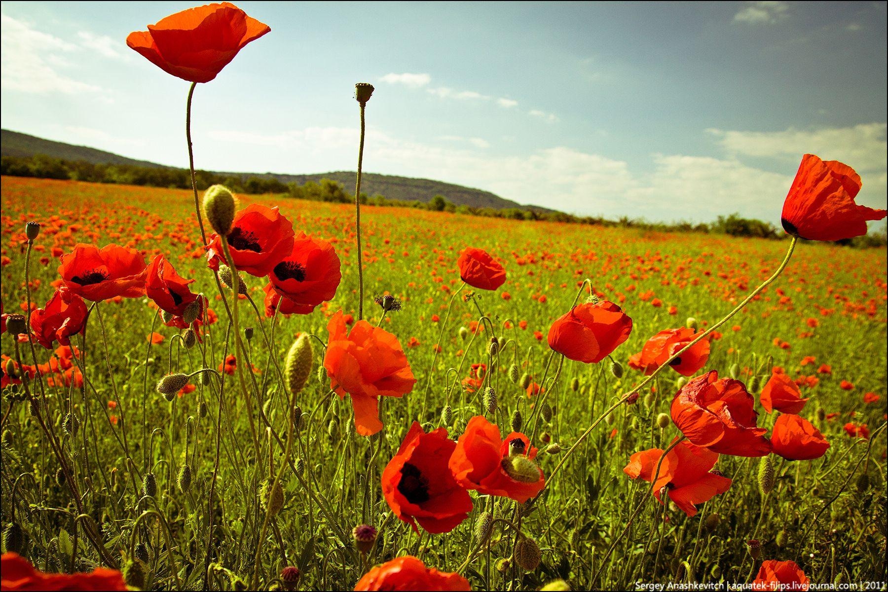 Sommer Ukraine, Bildersammlung, Reiseblog, landschaftlich, schön, 1800x1200 HD Desktop